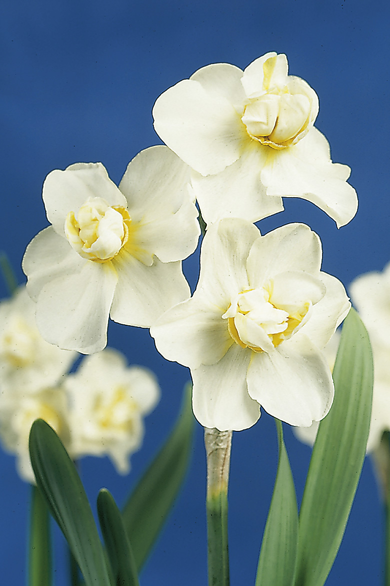 6347_narcissus_cultorum_cheerfulness_ZK_001.jpeg