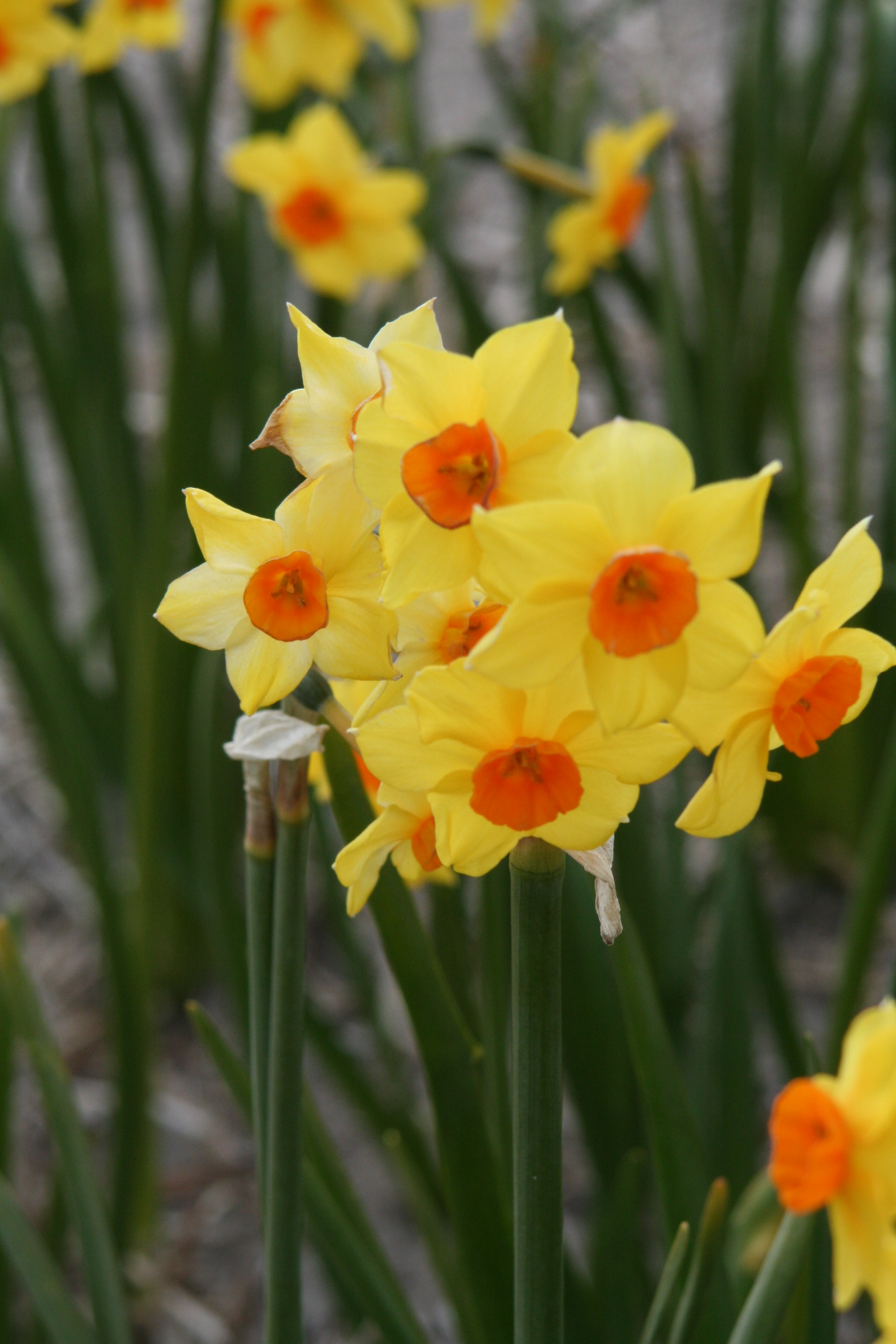 6350_narcissus_cultorum_falconet_ZK_001.jpeg