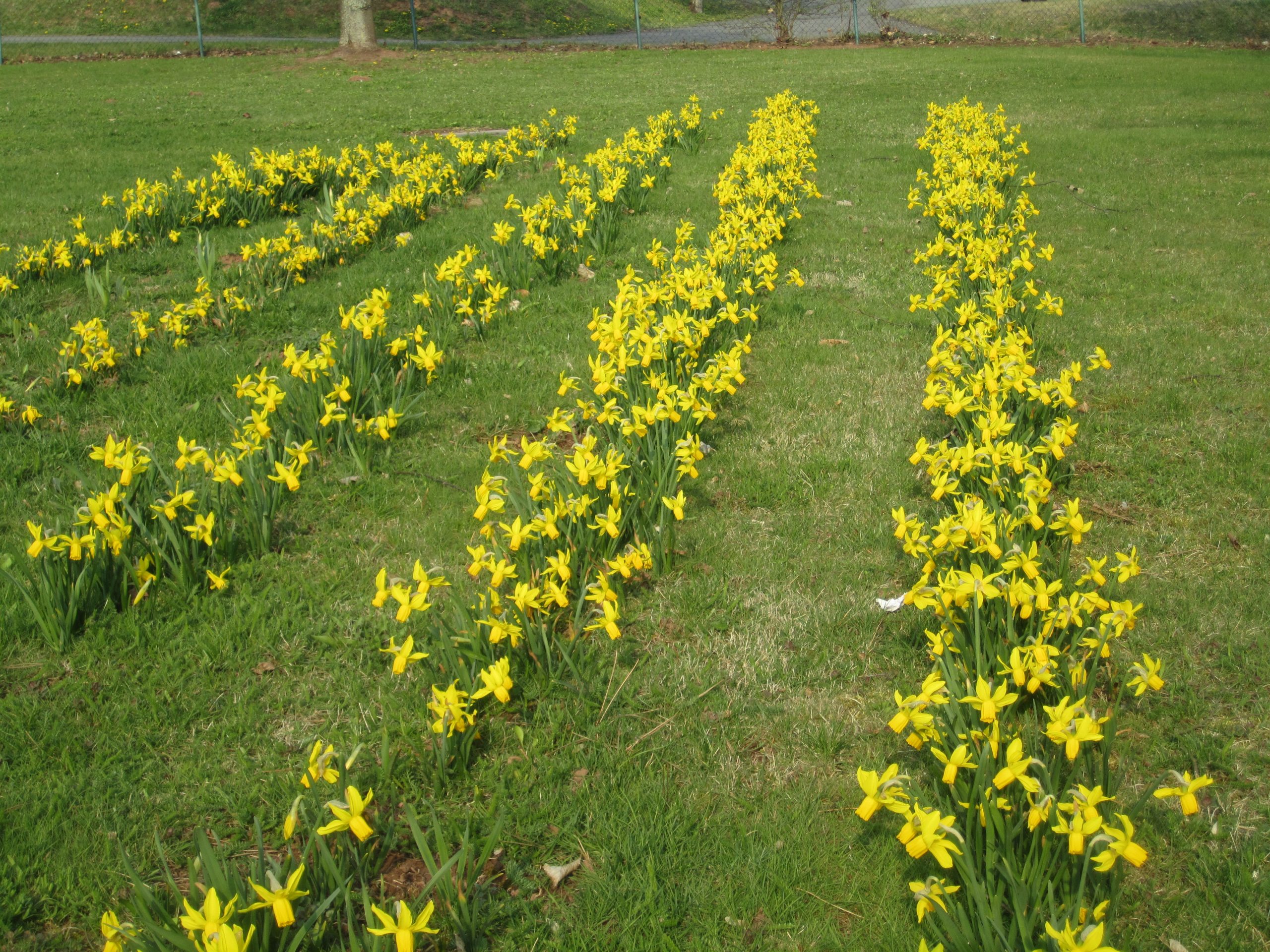 6351_narcissus_cyclamineus_february_gold_ZK_001.jpeg