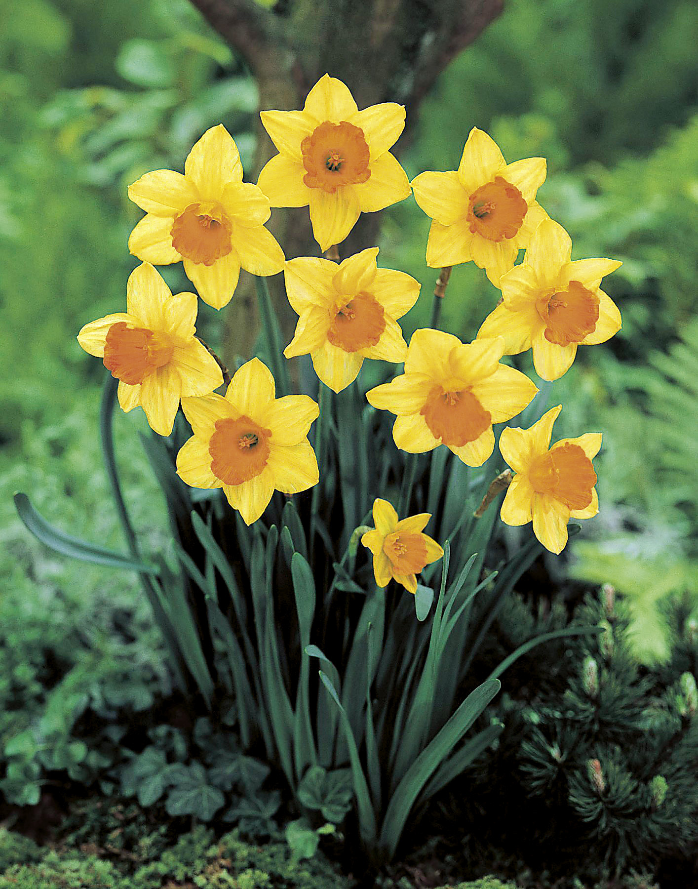 6353_narcissus_cultorum_fortune_ZK_001.jpeg