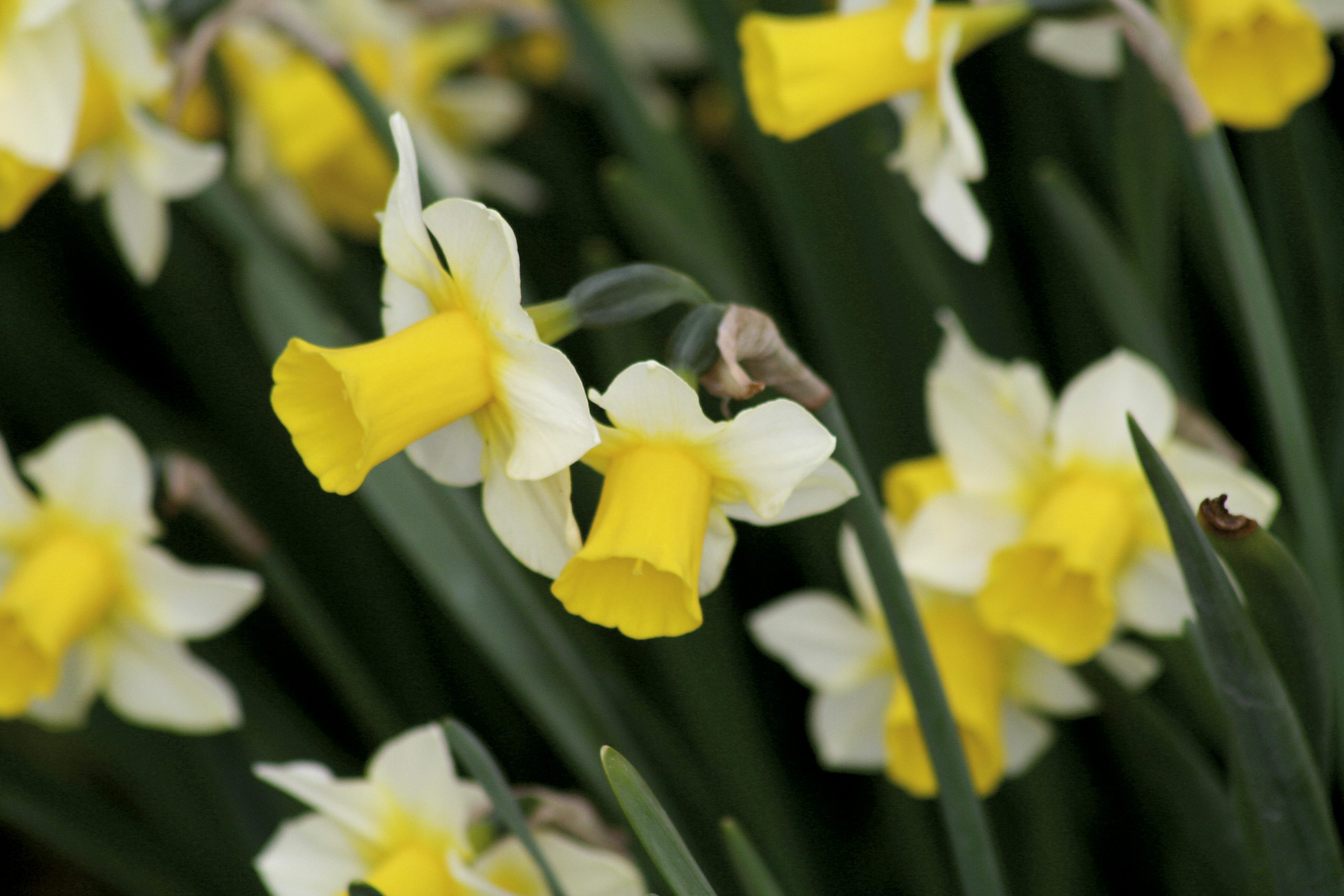 6358_narcissus_cultorum_golden_echo_ZK_001.jpeg