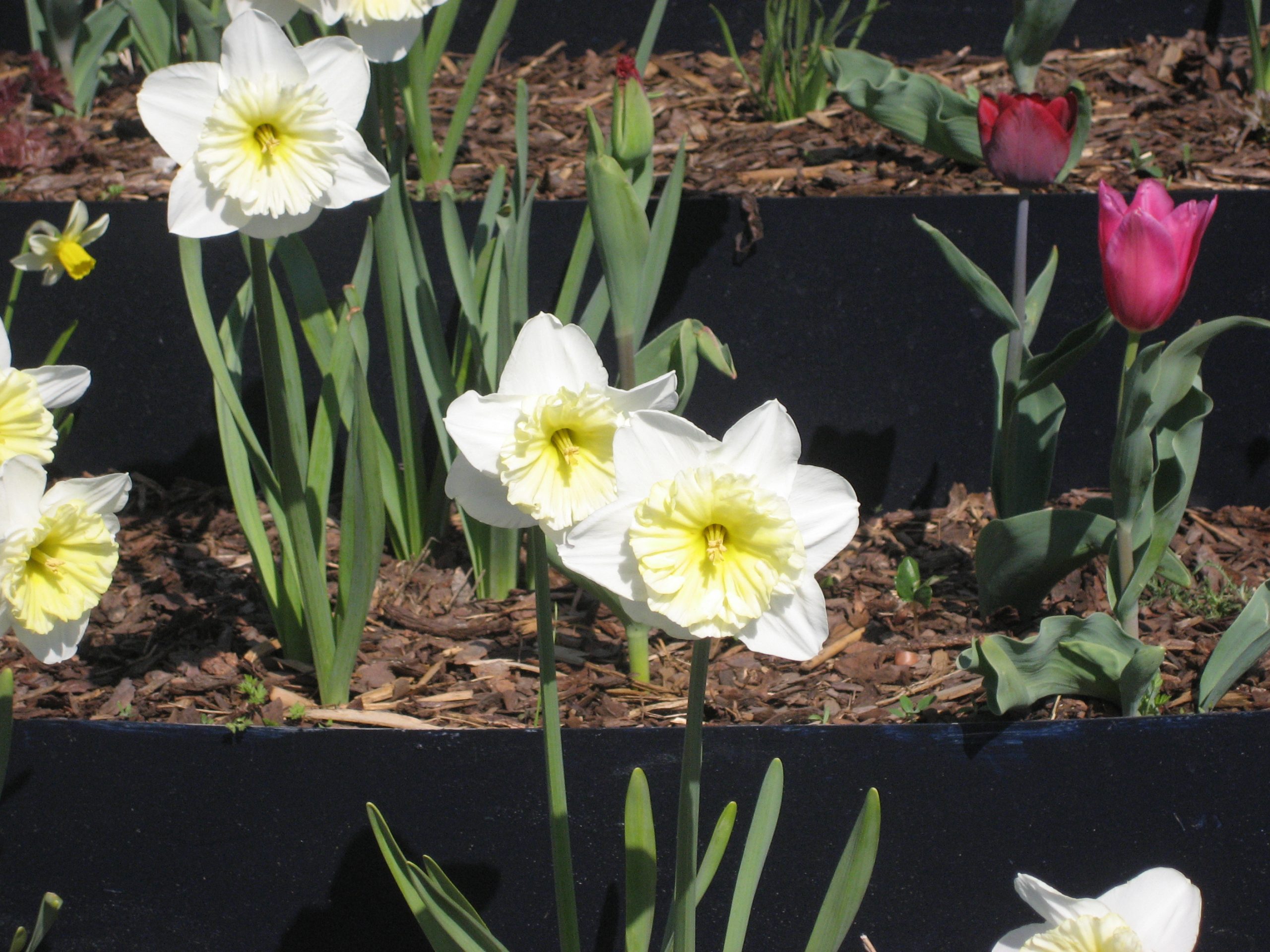 6361_narcissus_cultorum_ice_follies_ZK_001.jpeg