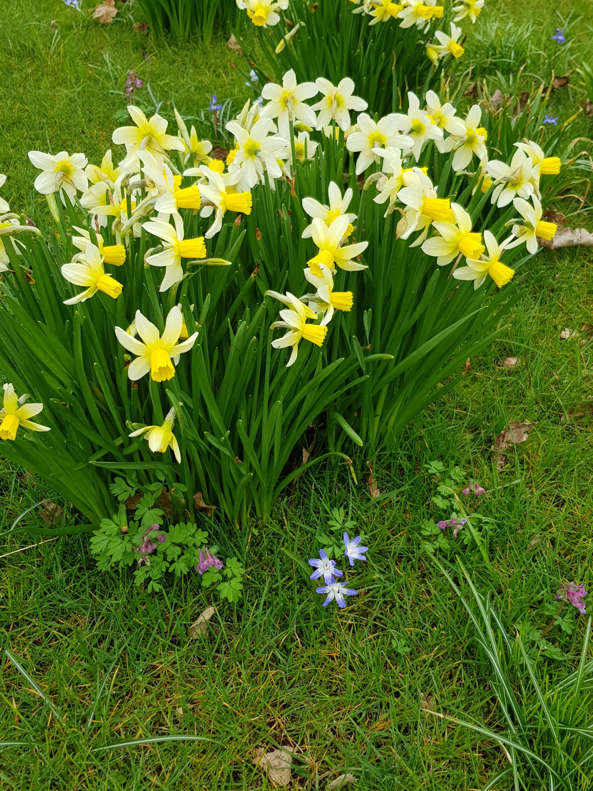 6364_narcissus_cyclamineus_jack_snipe_ZK_001.jpeg