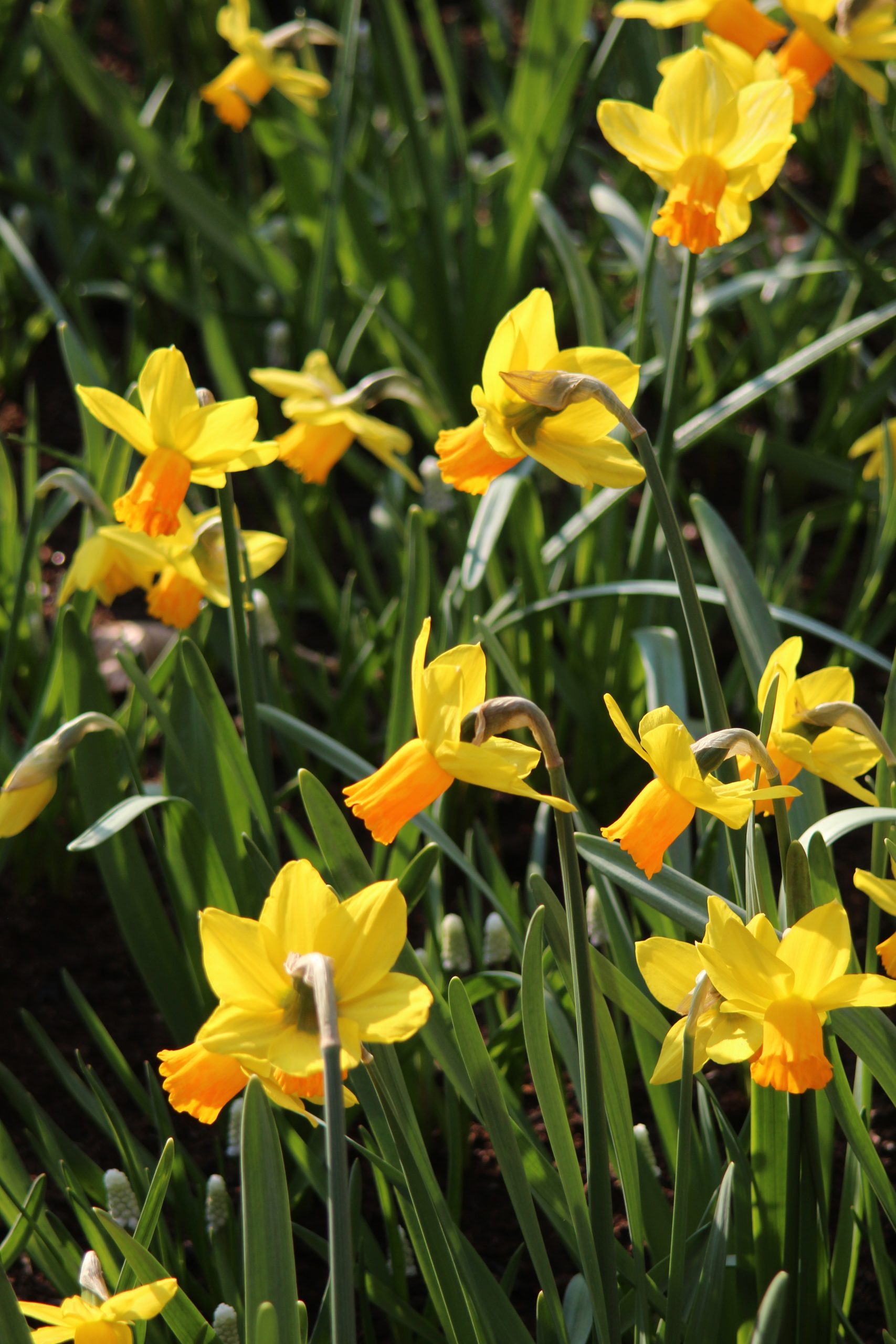 6365_narcissus_cyclamineus_jetfire_ZK_001.jpeg