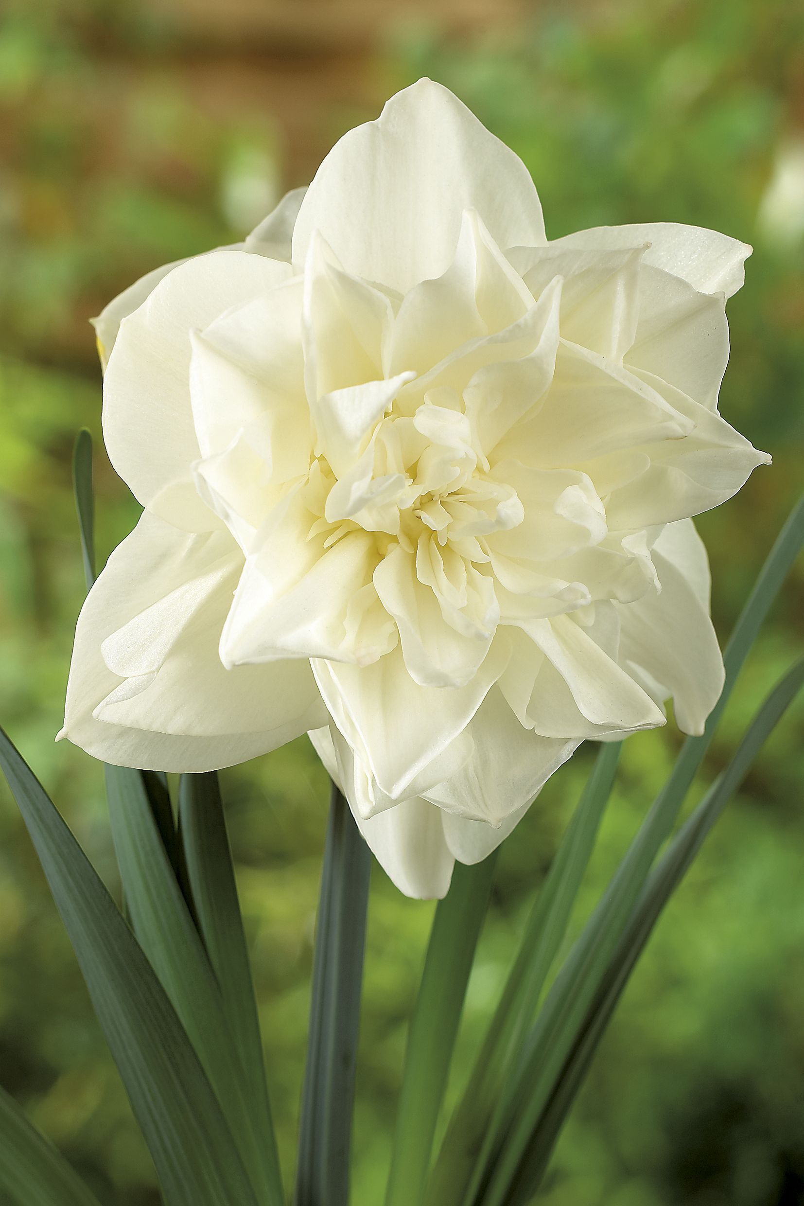 6369_narcissus_cultorum_obdam_ZK_001.jpeg