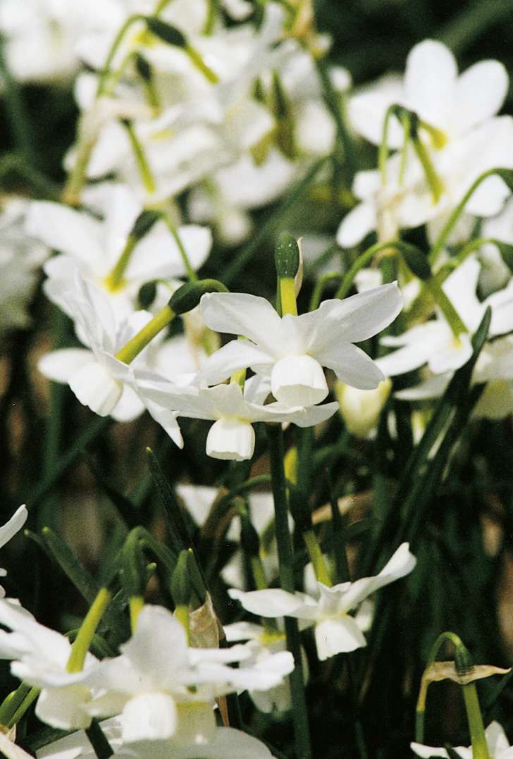 6371_narcissus_cultorum_petrel_ZK_001.jpeg