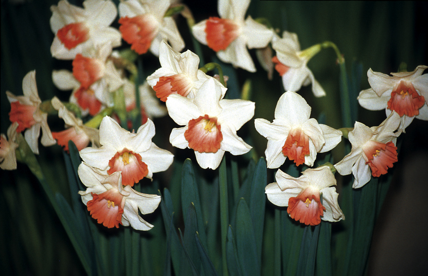 6372_narcissus_cultorum_pink_pride_ZK_001.jpeg