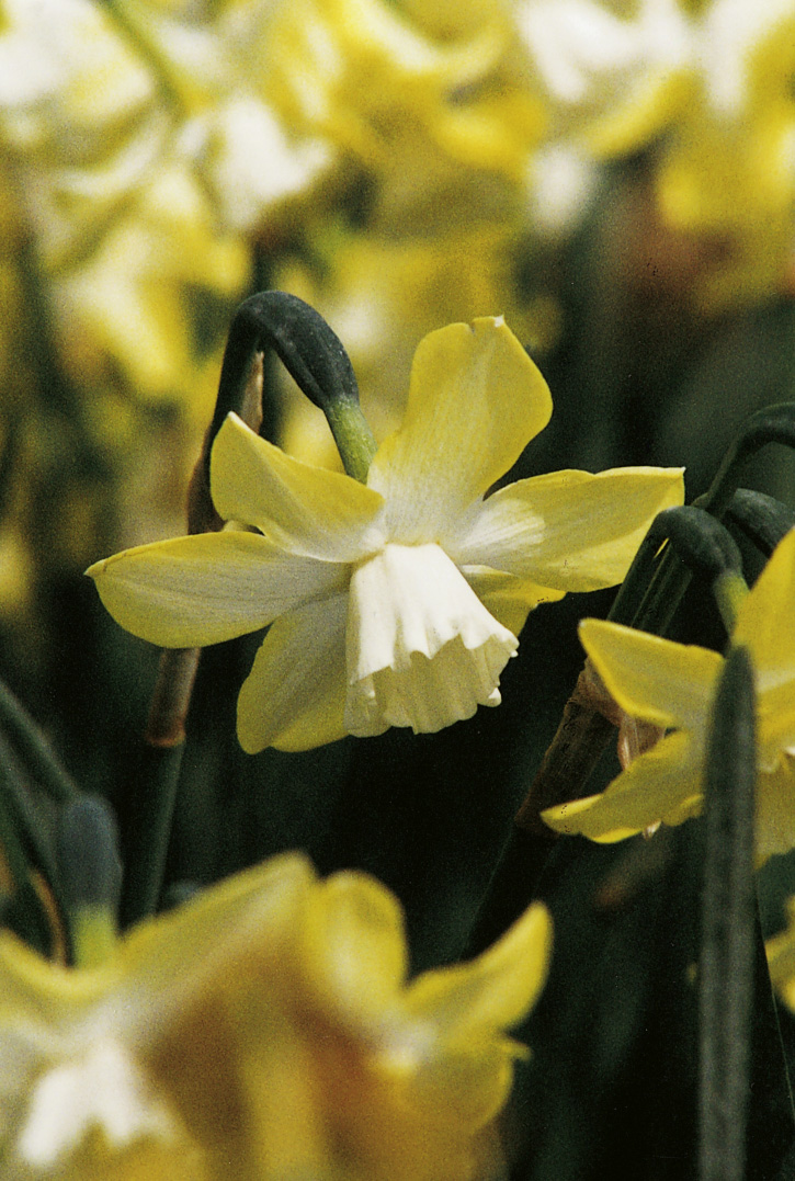 6373_narcissus_cultorum_pipit_ZK_001.jpeg