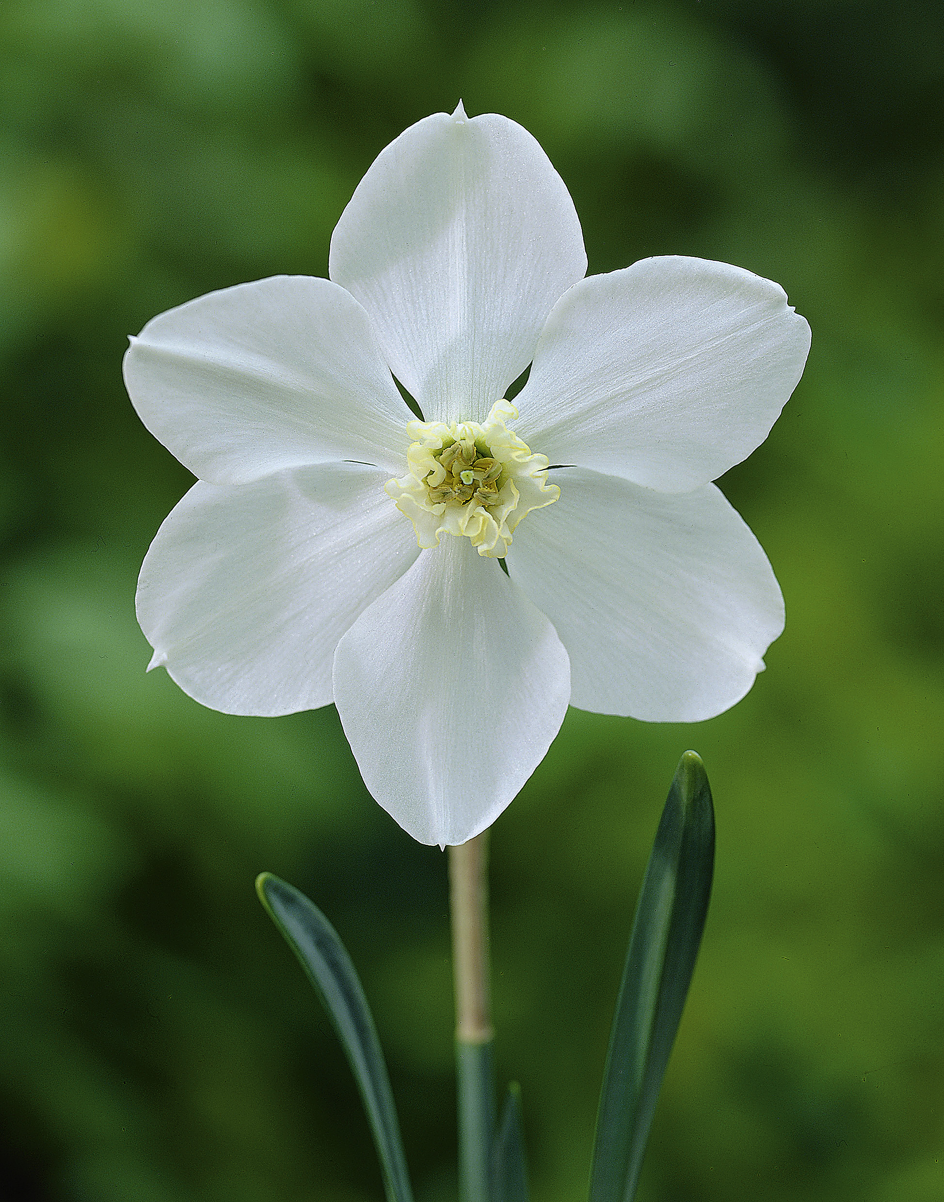 6375_narcissus_cultorum_polar_ice_ZK_001.jpeg