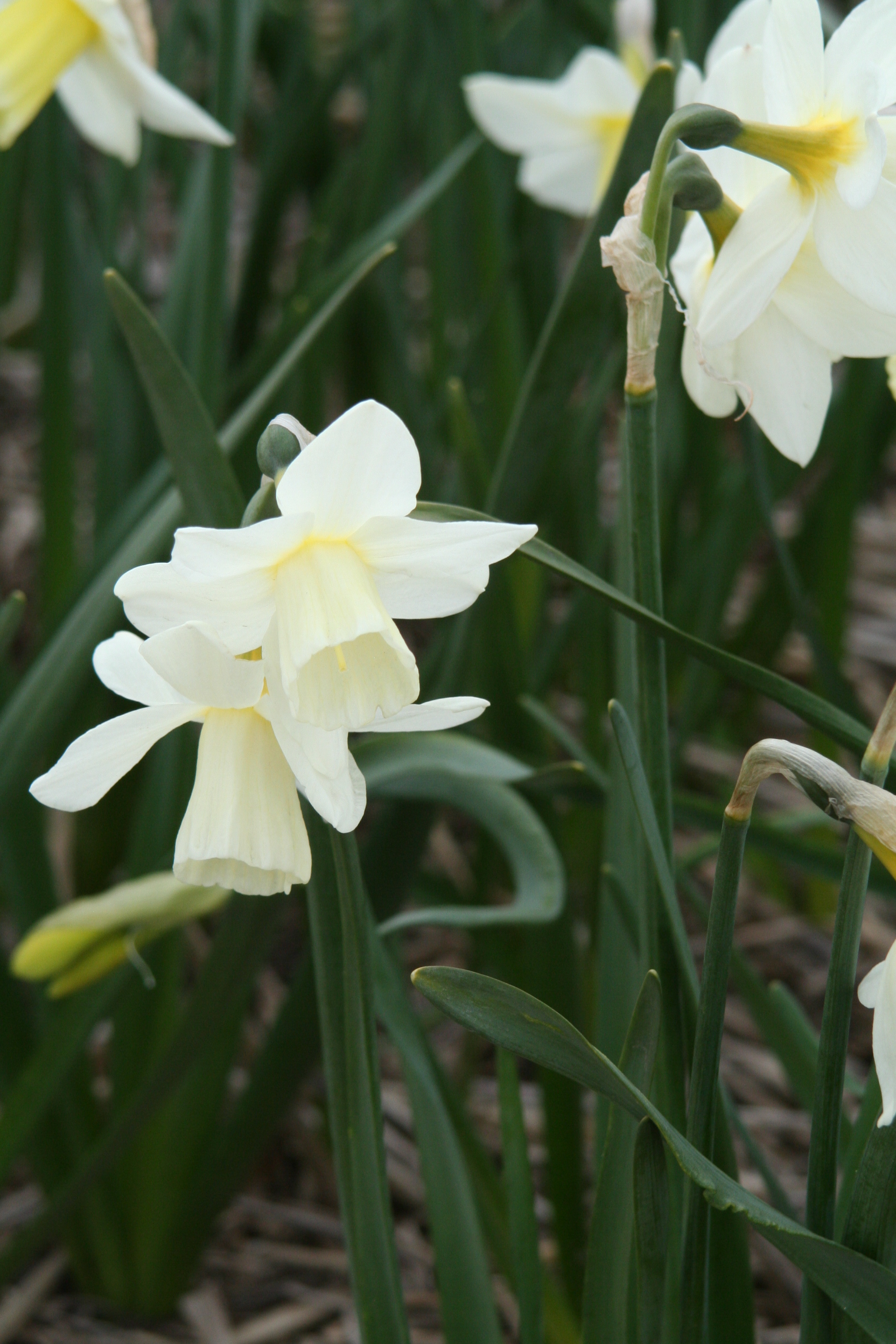6377_narcissus_cultorum_pueblo_ZK_001.jpeg