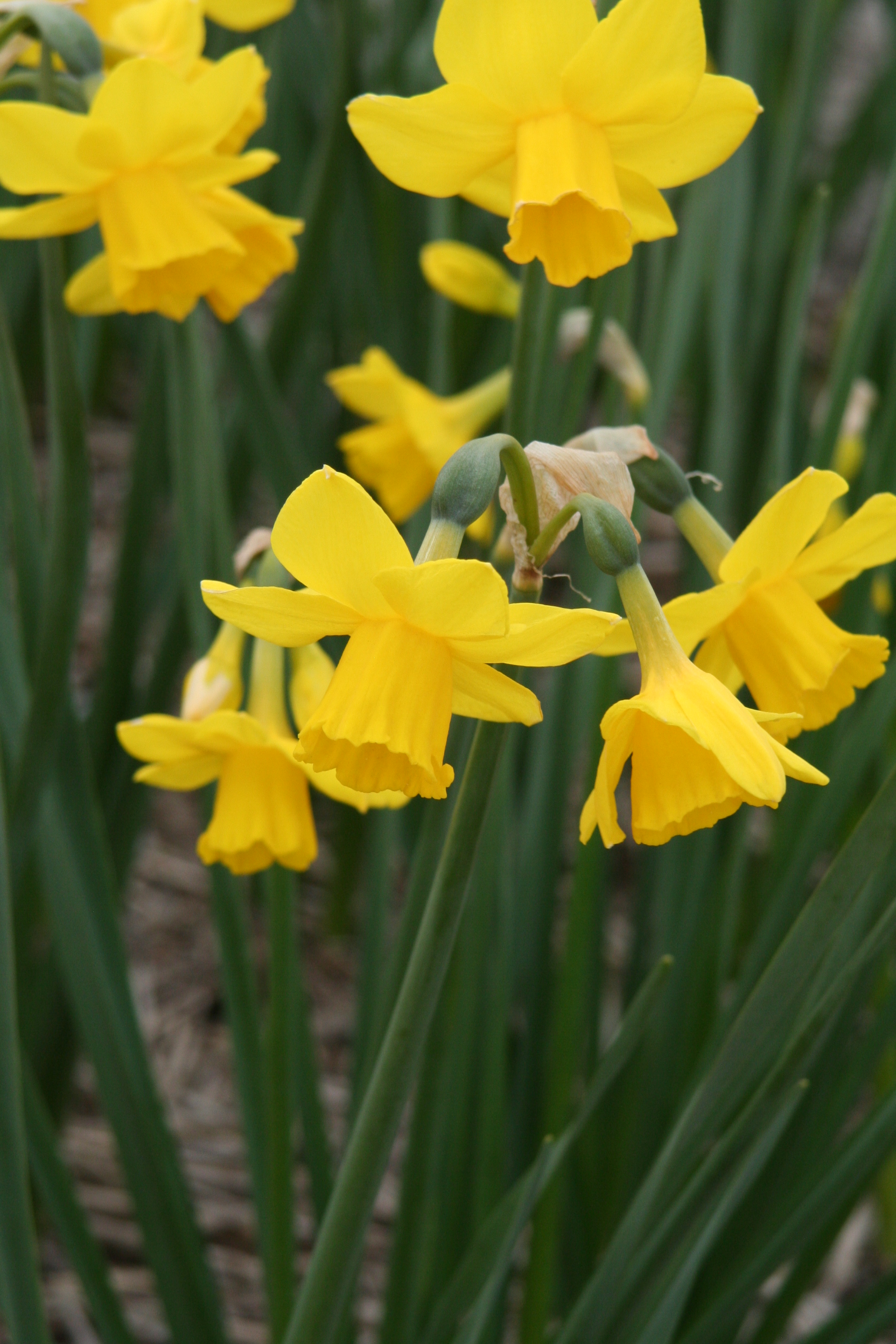 6378_narcissus_cultorum_quail_ZK_001.jpeg