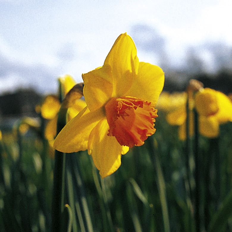 6380_narcissus_cultorum_red_devon_ZK_001.jpeg