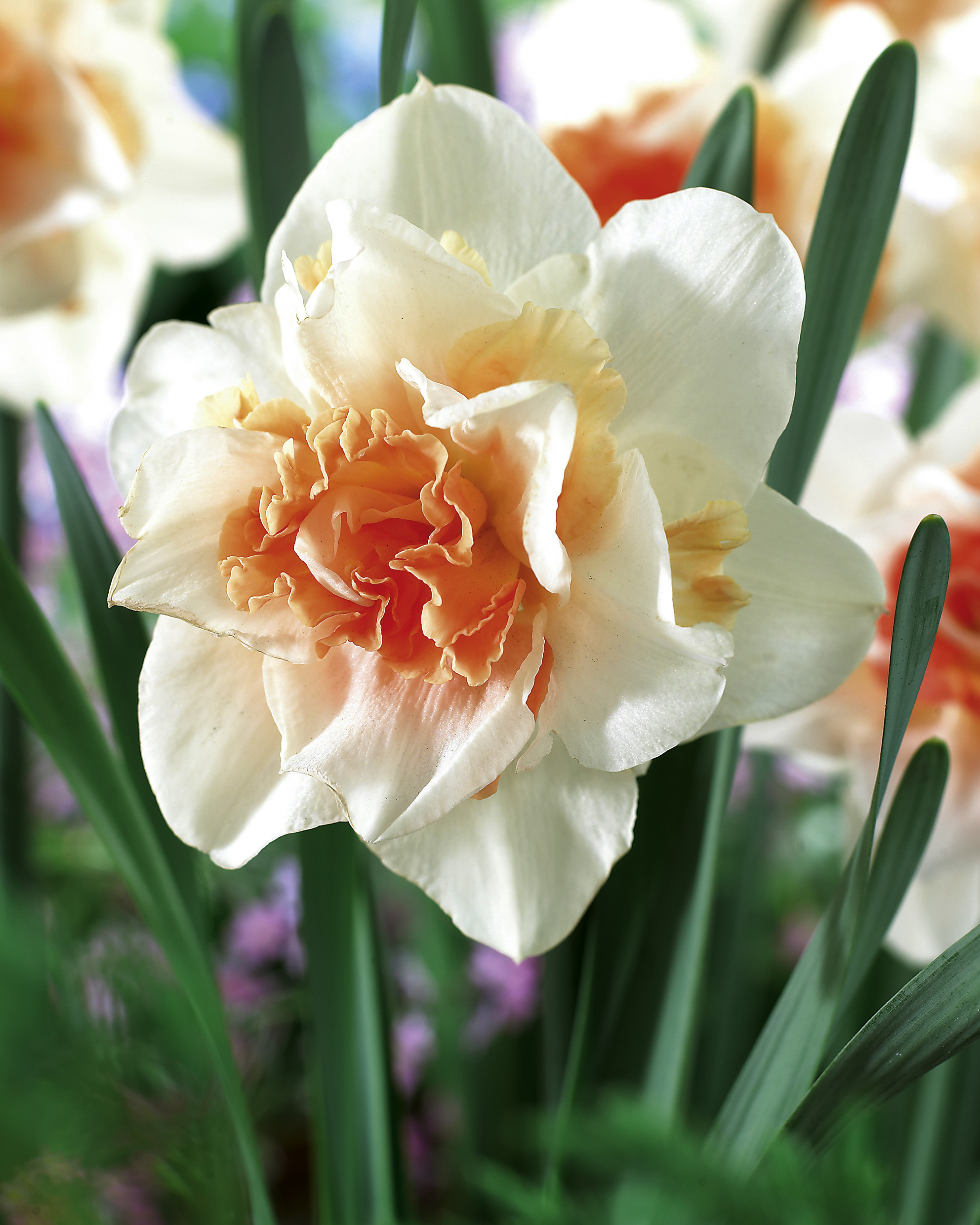 6381_narcissus_cultorum_replete_ZK_001.jpeg