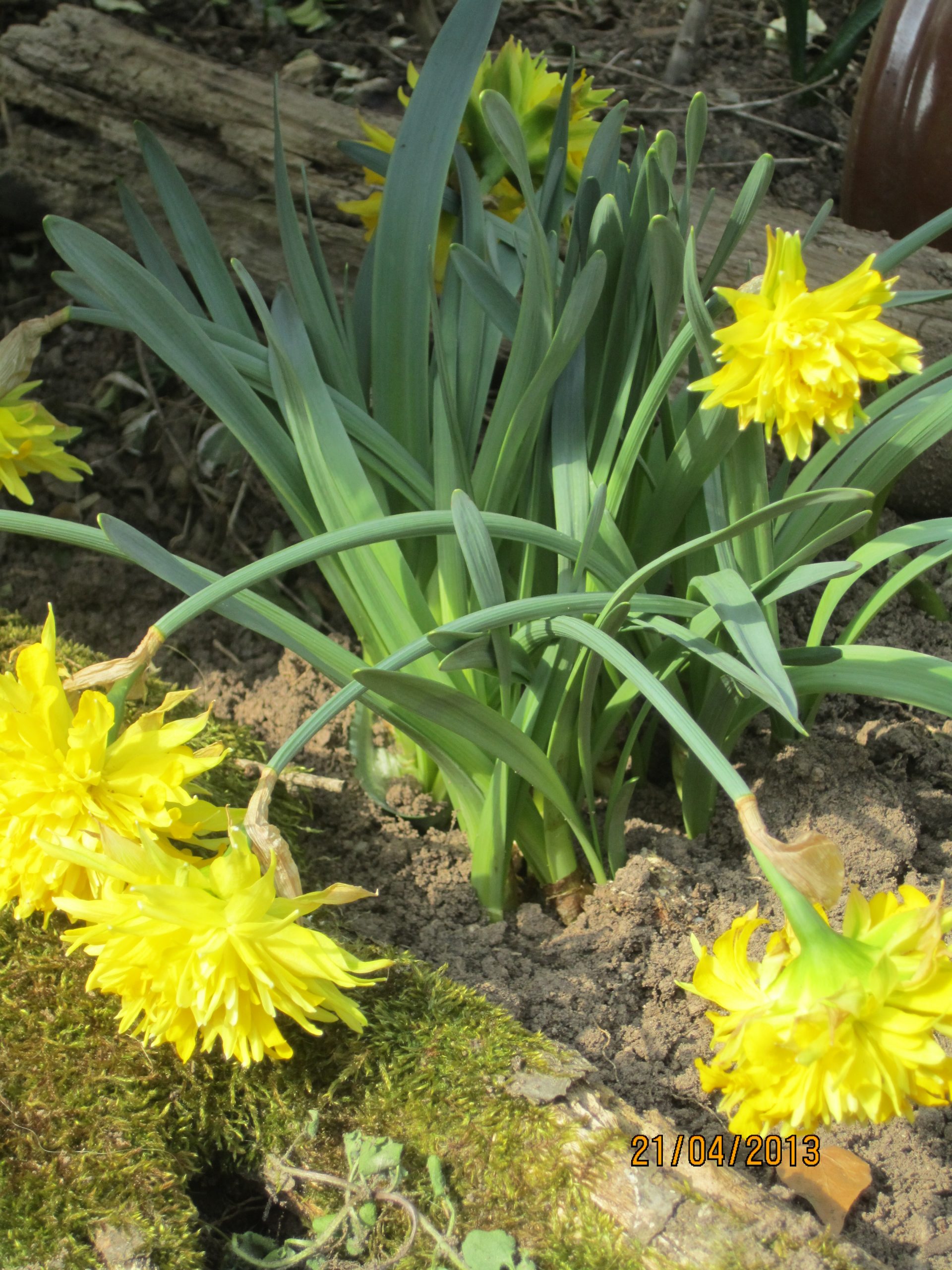 6382_narcissus_cultorum_rip_van_winkle_ZK_001.jpeg