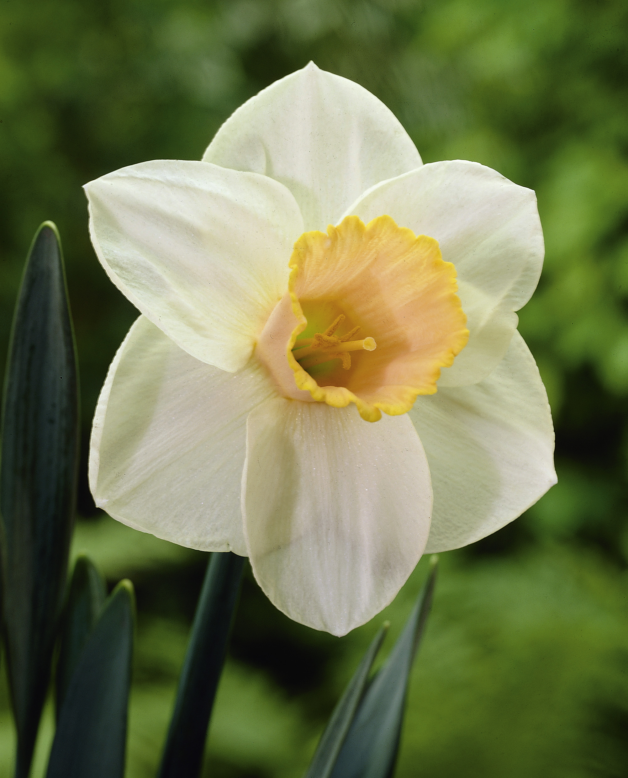 6384_narcissus_cultorum_salome_ZK_001.jpeg