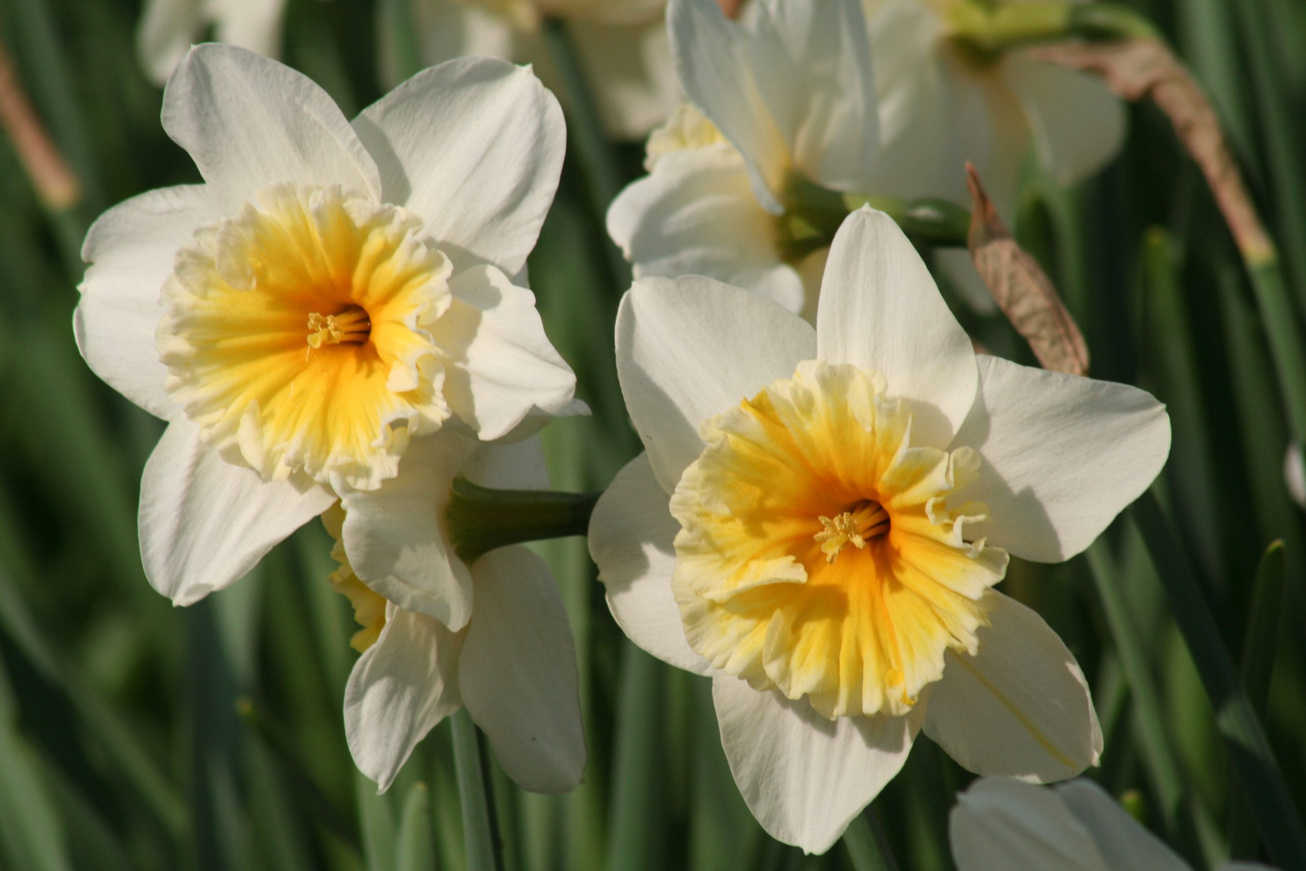 6387_narcissus_cultorum_slim_whitman_ZK_001.jpeg