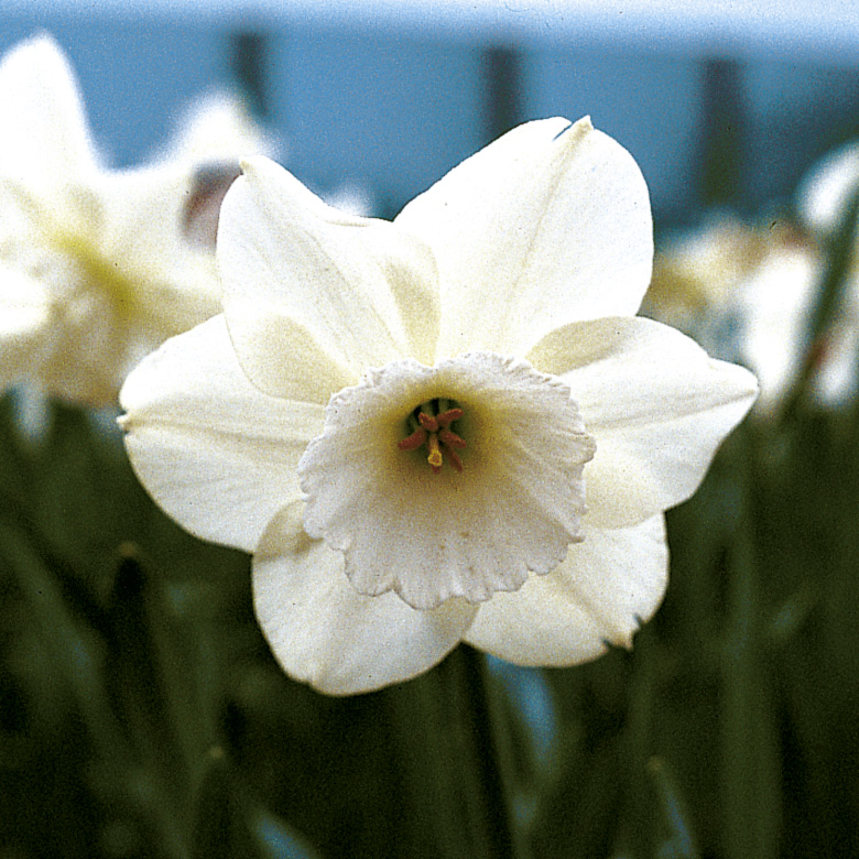 6388_narcissus_cultorum_stainless_ZK_001.jpeg