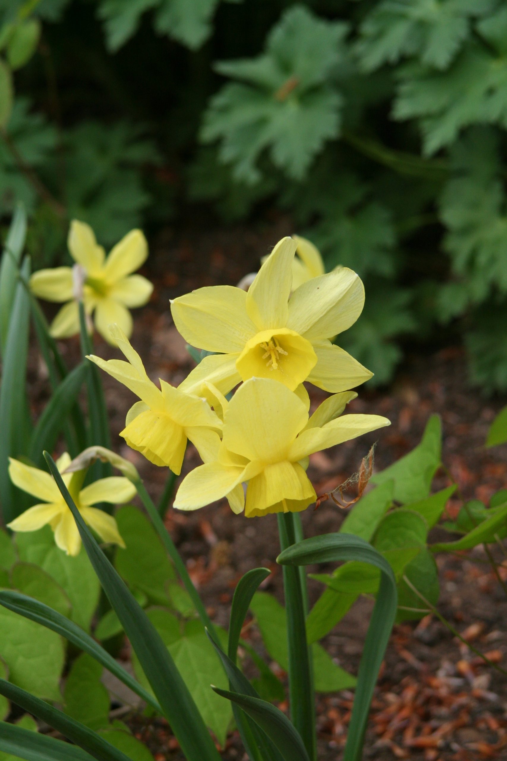 6389_narcissus_cultorum_stint_ZK_001.jpeg