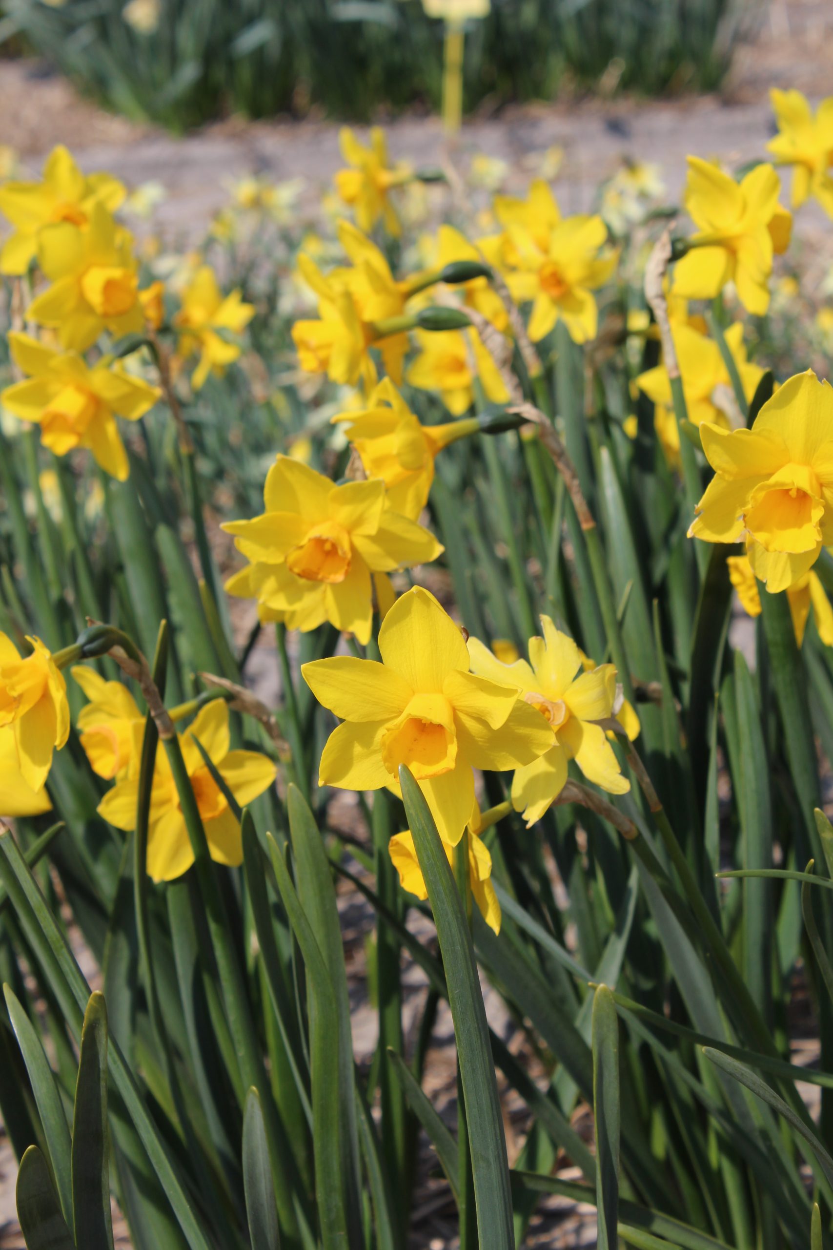 6391_narcissus_cultorum_sweetness_ZK_001.jpeg