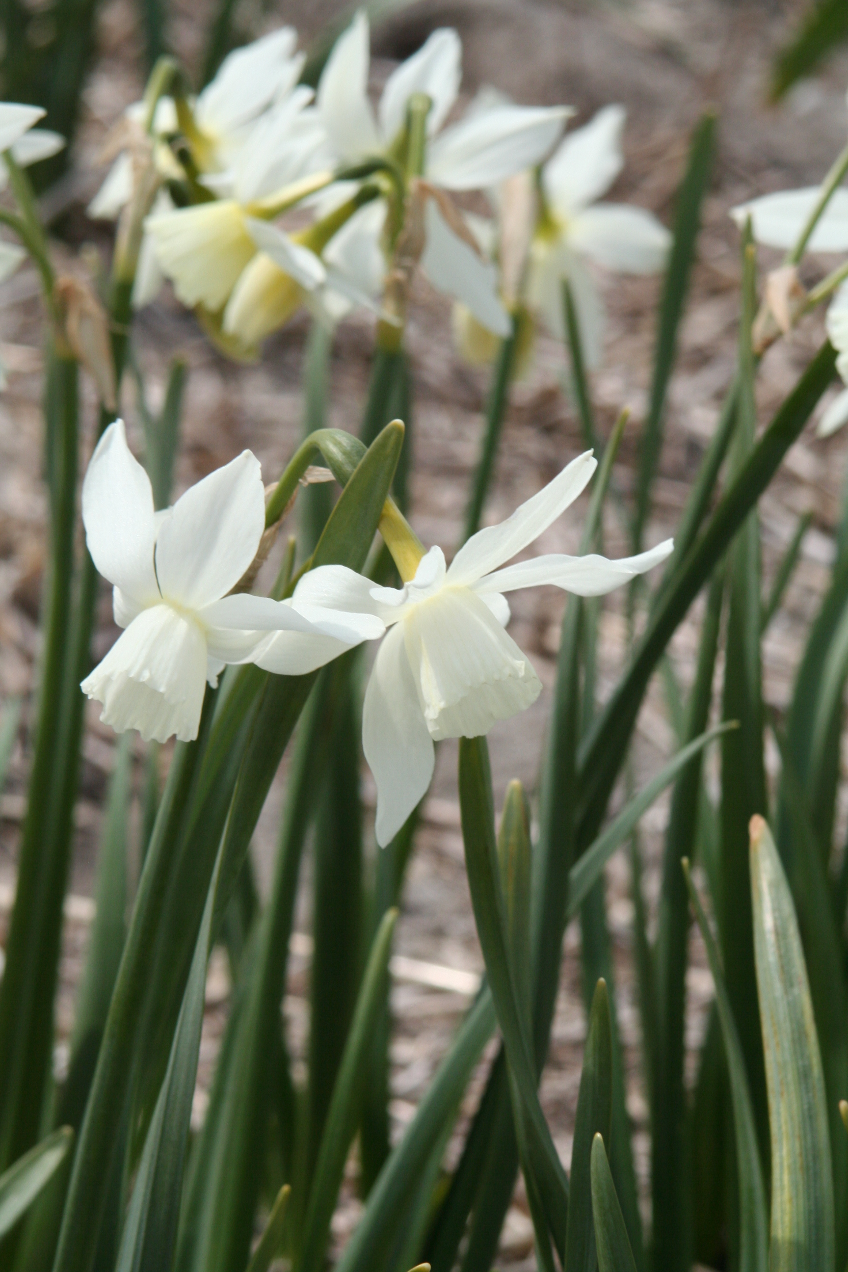 6394_narcissus_cultorum_thalia_ZK_001.jpeg