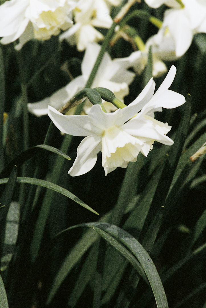 6397_narcissus_cultorum_tresamble_ZK_001.jpeg