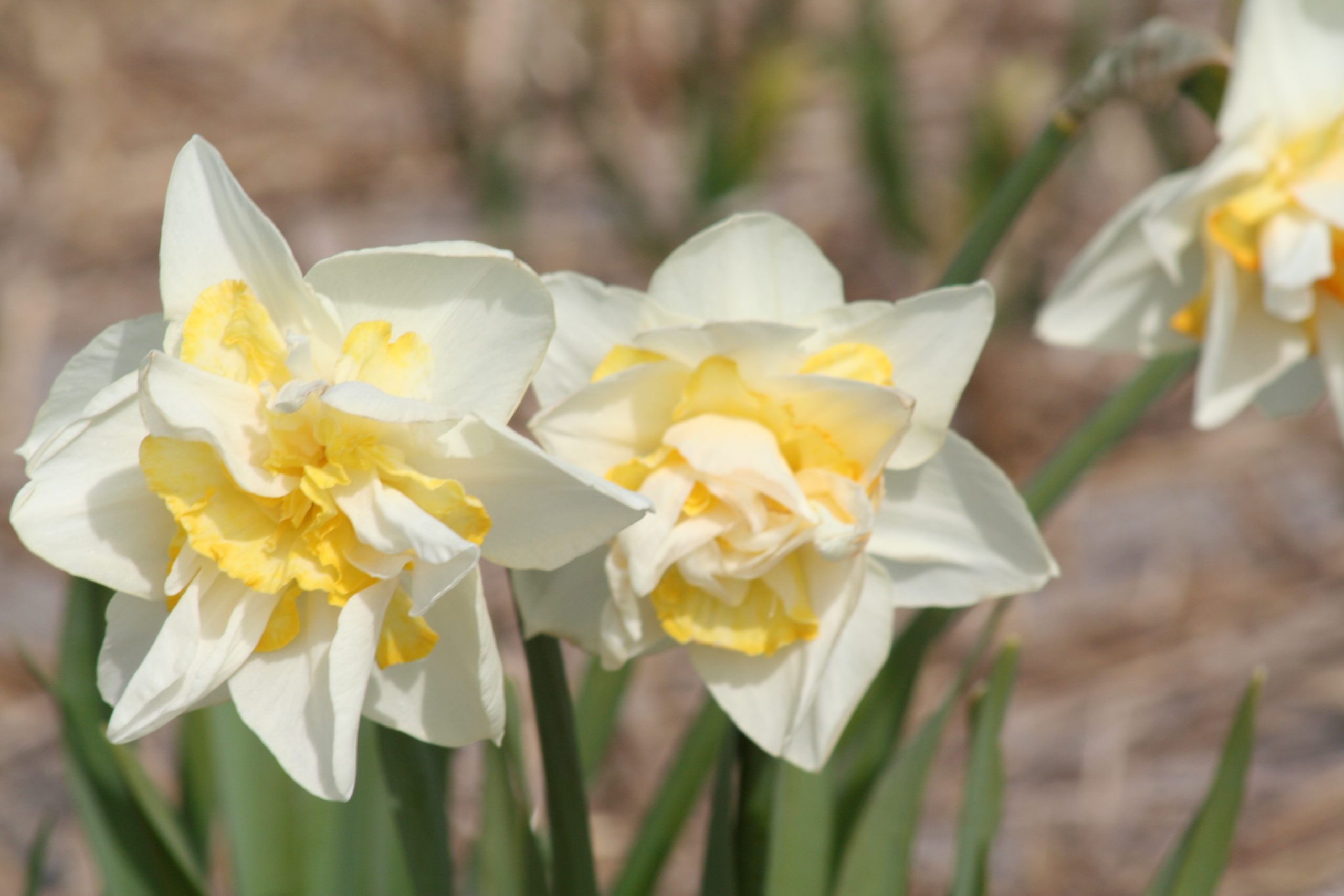 6399_narcissus_cultorum_white_lion_ZK_001.jpeg