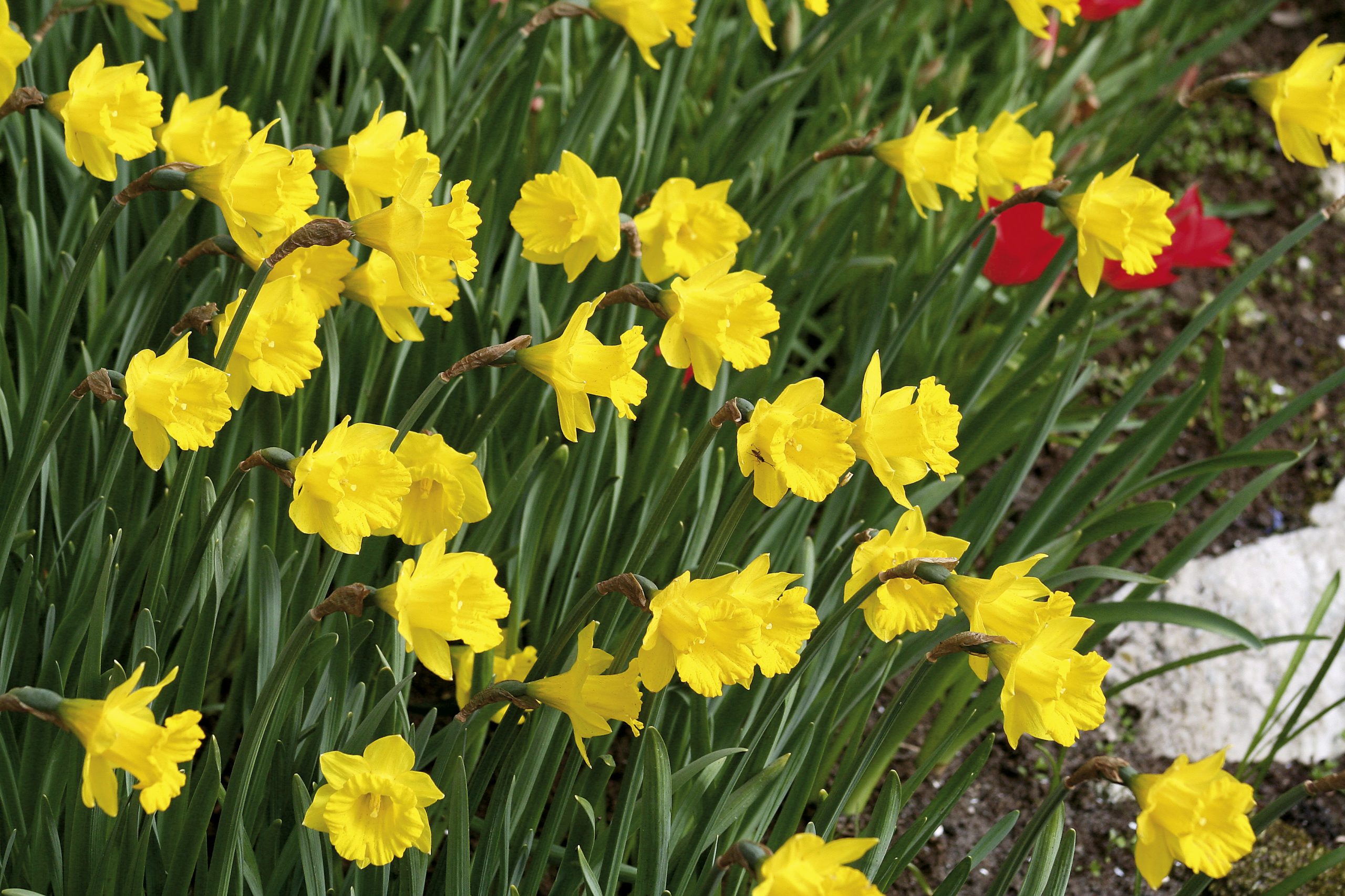 6404_narcissus_obvallaris_ZK_001.jpeg