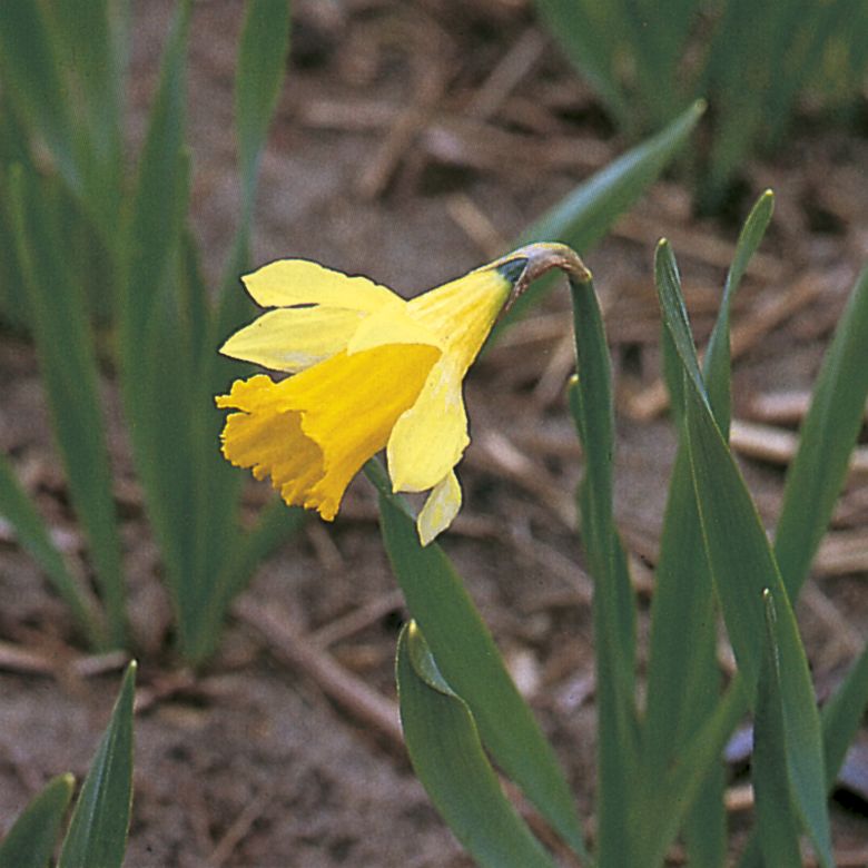 6406_narcissus_lobularis_ZK_001.jpeg