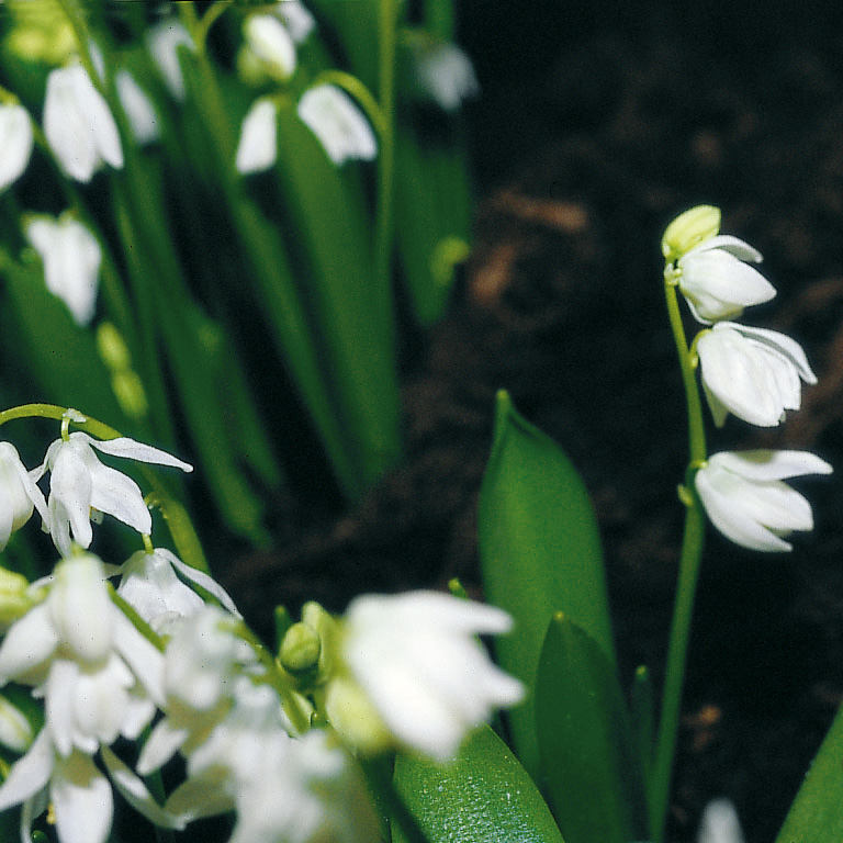 6422_scilla_siberica_alba_ZK_001.jpeg