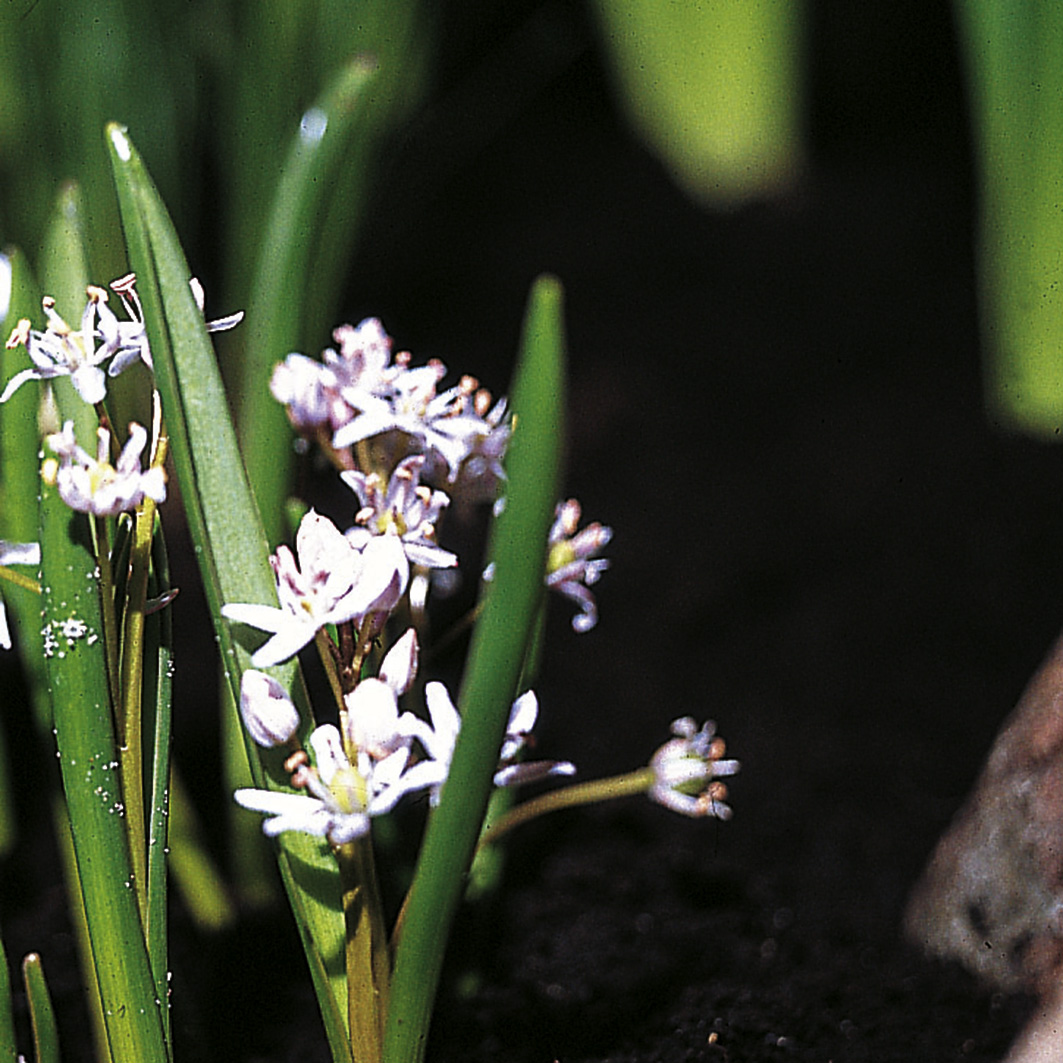 6423_scilla_bifolia_rosea_ZK_001.jpeg