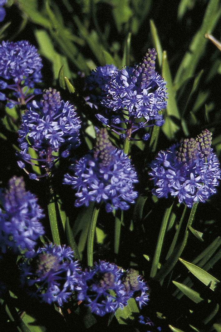 6425_scilla_litardierei_ZK_001.jpeg