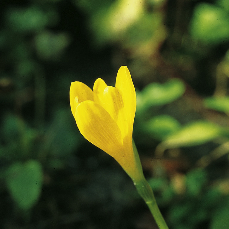 6429_sternbergia_lutea_ZK_001.jpeg