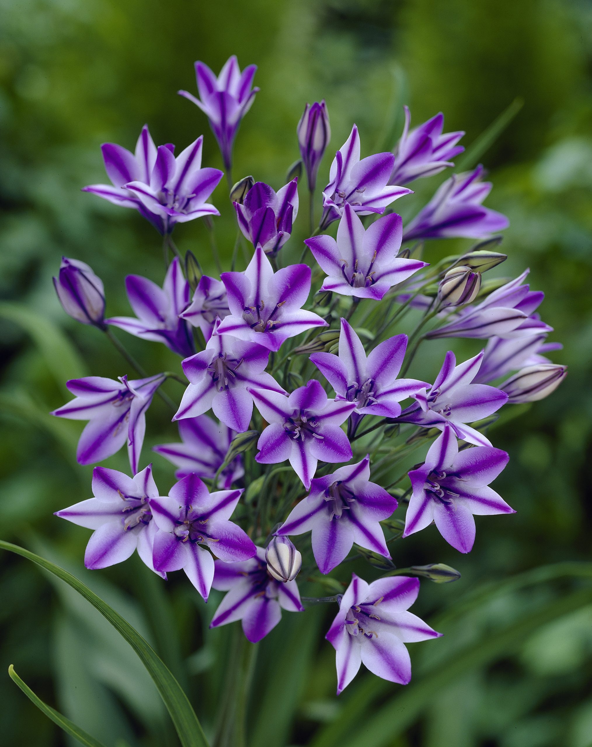 6435_triteleia_cultorum_rudy_ZK_001.jpeg