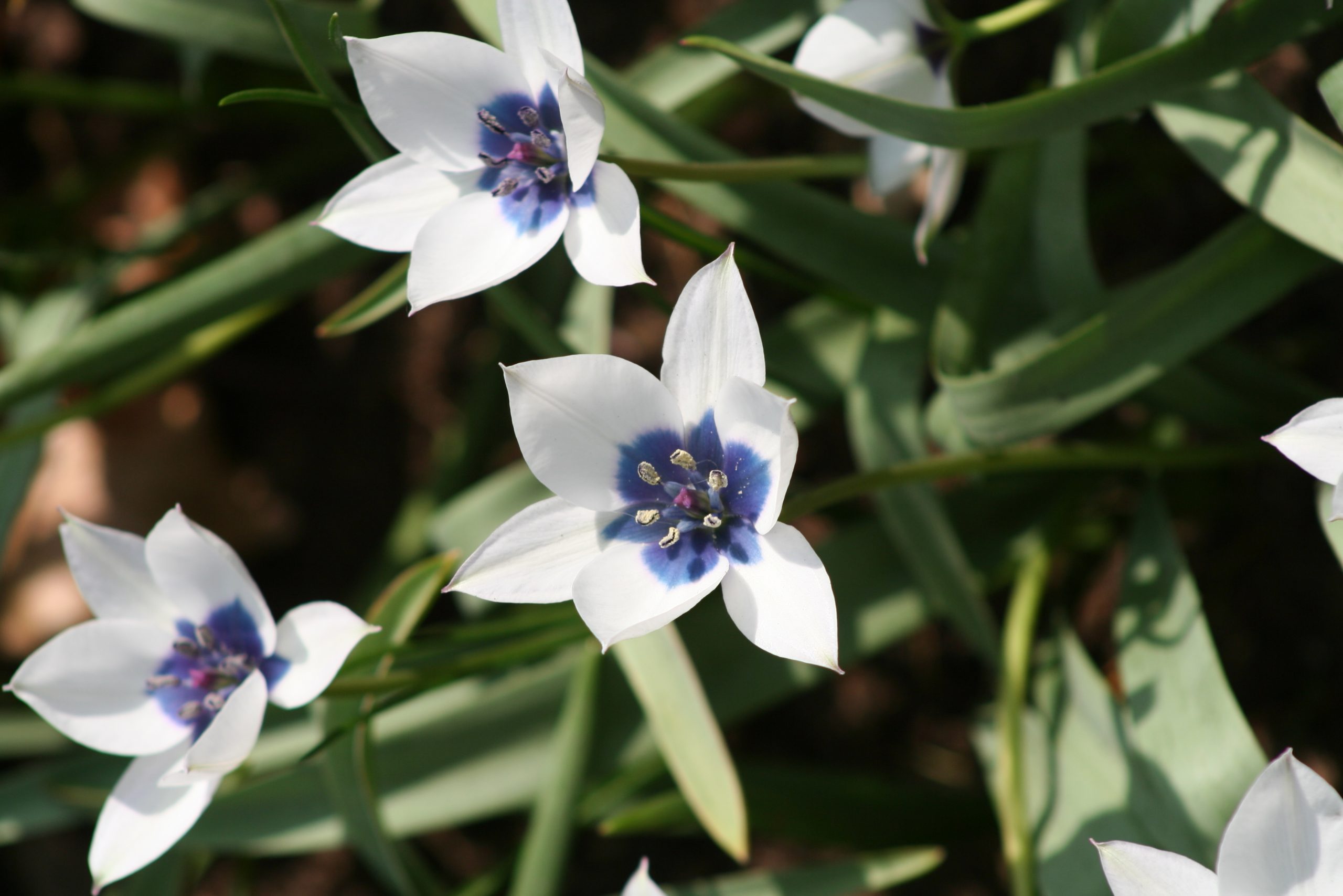6440_tulipa_humilis_alba_ZK_001.jpeg