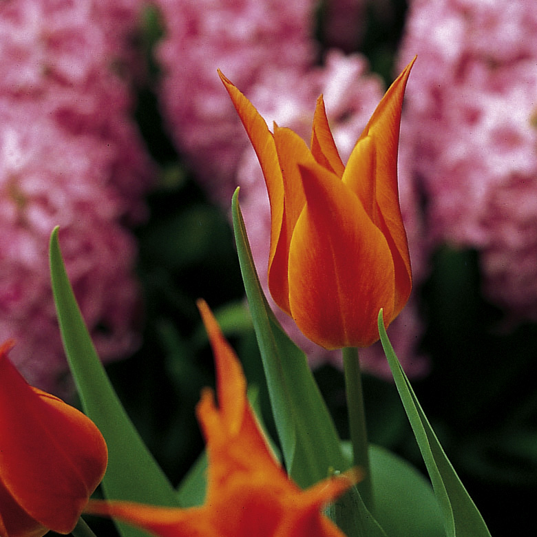 6457_tulipa_cultorum_ballerina_ZK_001.jpeg