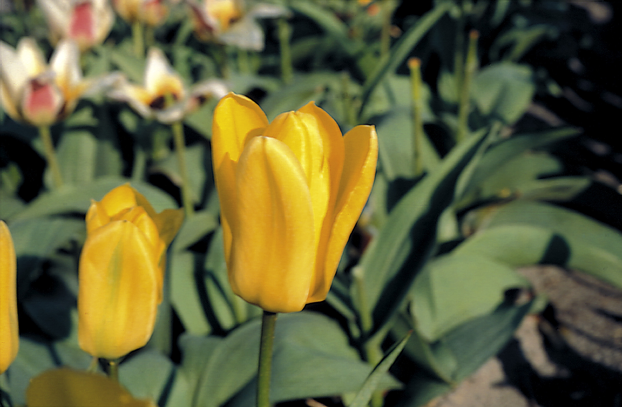 6473_tulipa_fosteriana_candela_ZK_001.jpeg