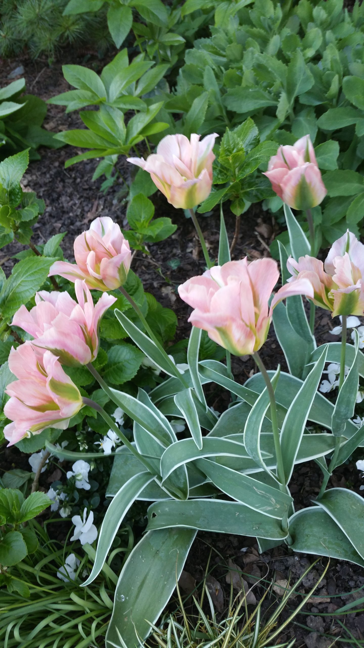 6483_tulipa_cultorum_china_town_ZK_001.jpeg