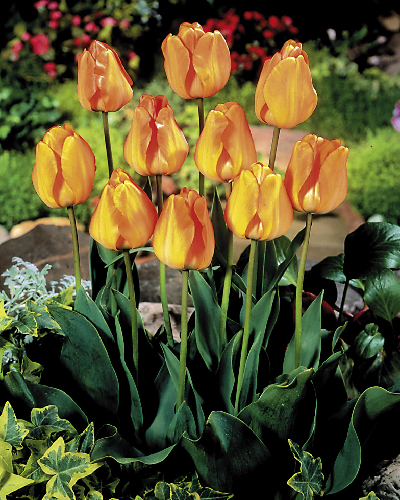 6491_tulipa_cultorum_daydream_ZK_001.jpeg