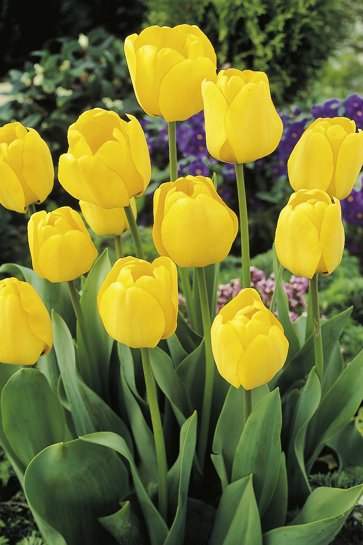 6518_tulipa_cultorum_golden_appeldoorn_ZK_001.jpeg