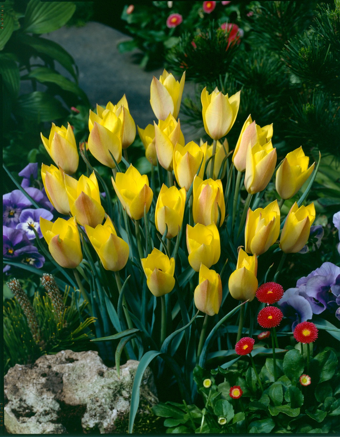 6533_tulipa_cultorum_honky_tonk_ZK_001.jpeg