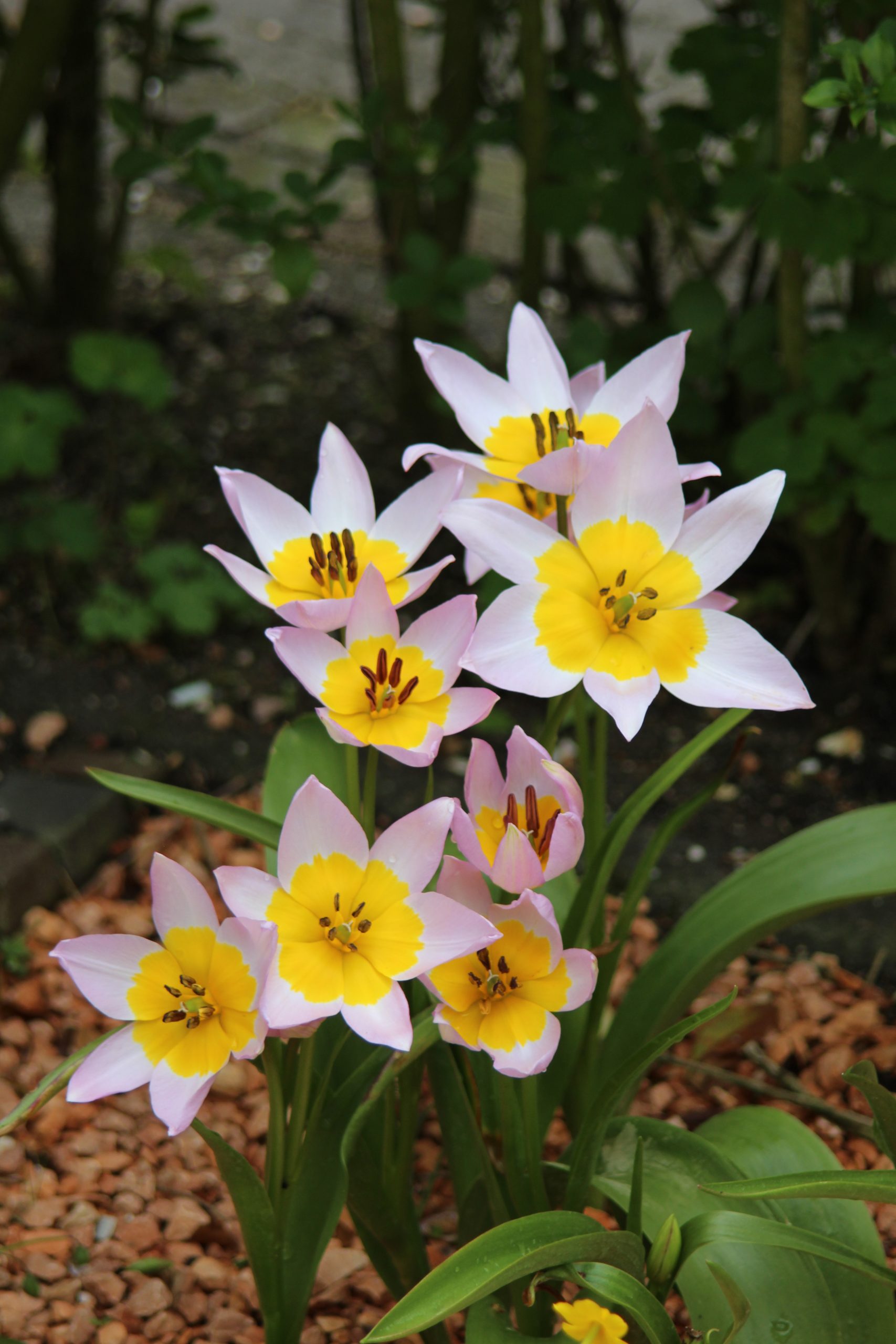 6551_tulipa_bakeri_lilac_wonder_ZK_001.jpeg