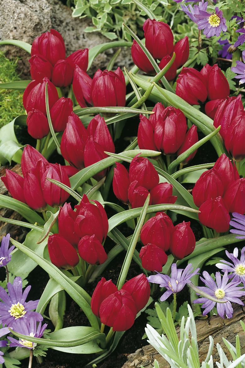 6552_tulipa_humilis_lilliput_ZK_001.jpeg