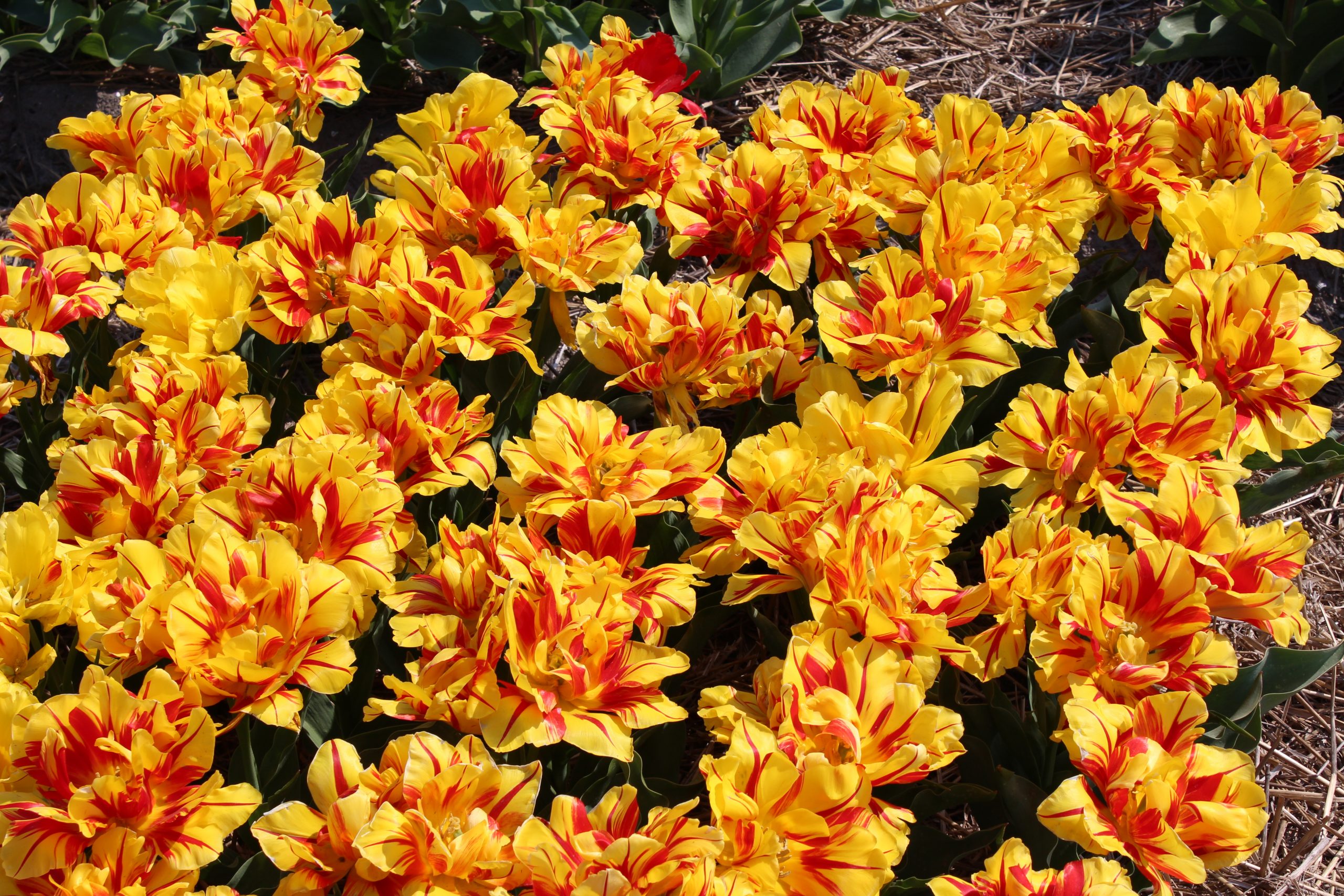 6565_tulipa_cultorum_monsella_ZK_001.jpeg