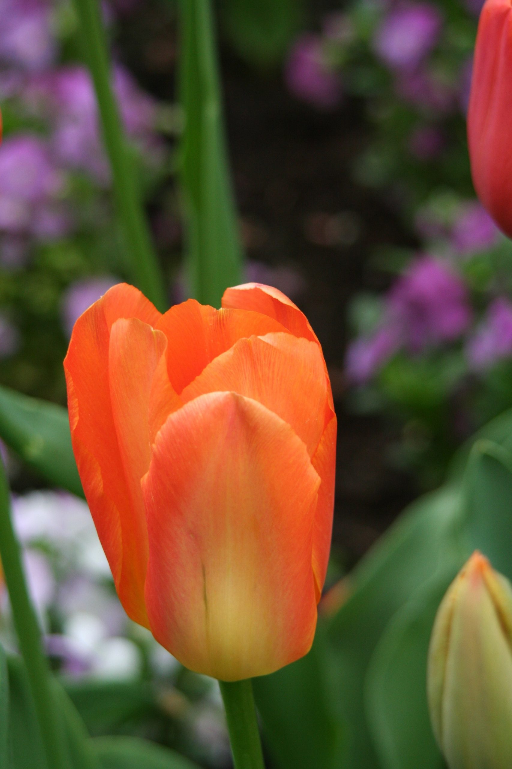 6571_tulipa_fosteriana_orange_emperor_ZK_001.jpeg