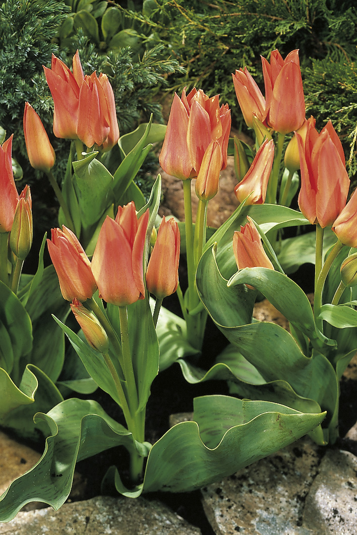 6573_tulipa_greigii_orangetoronto_ZK_001.jpeg