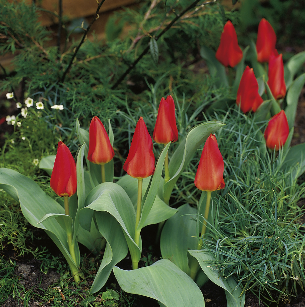 6586_tulipa_fosteriana_princeps_ZK_001.jpeg