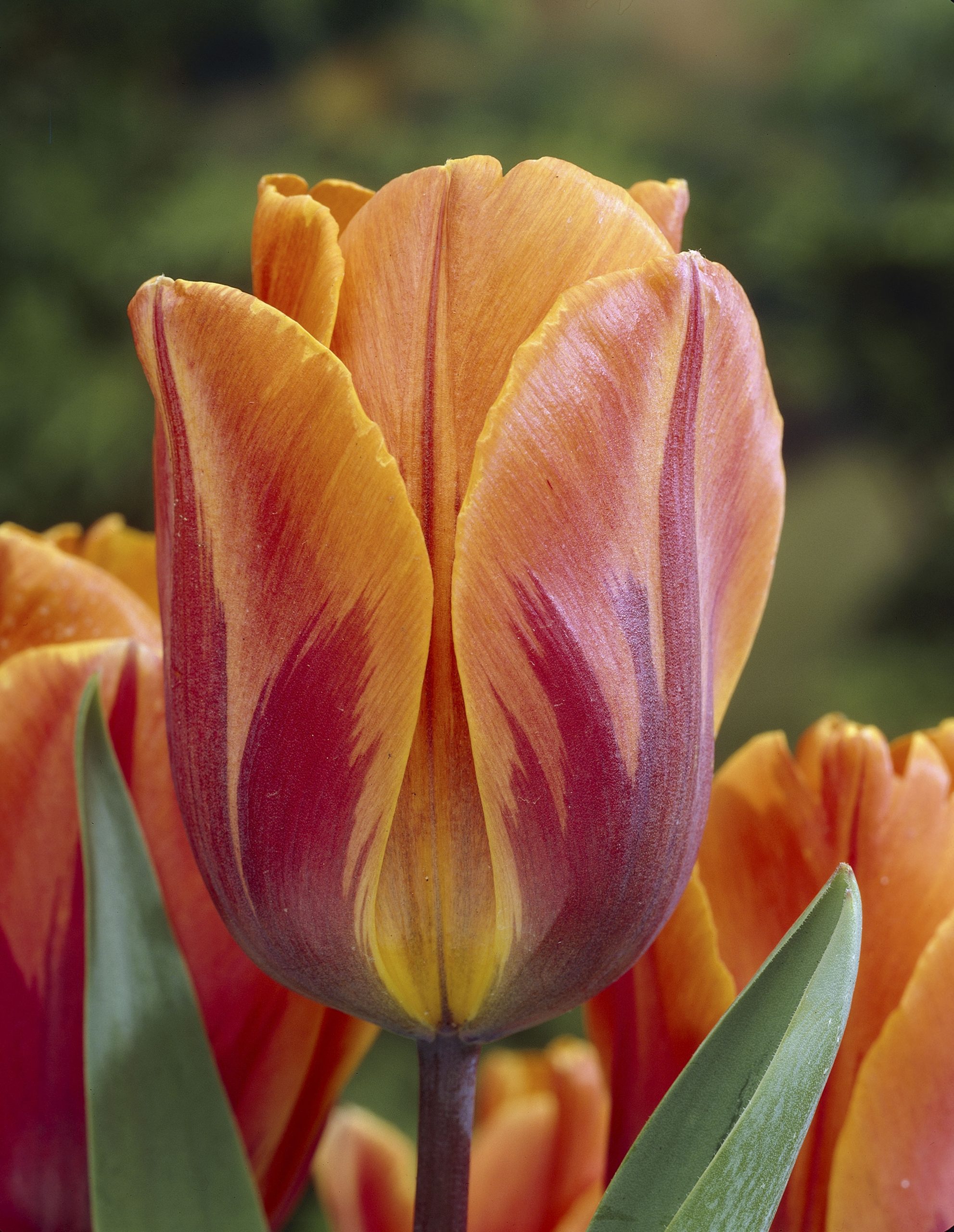 6587_tulipa_cultorum_prinses_irene_ZK_001.jpeg