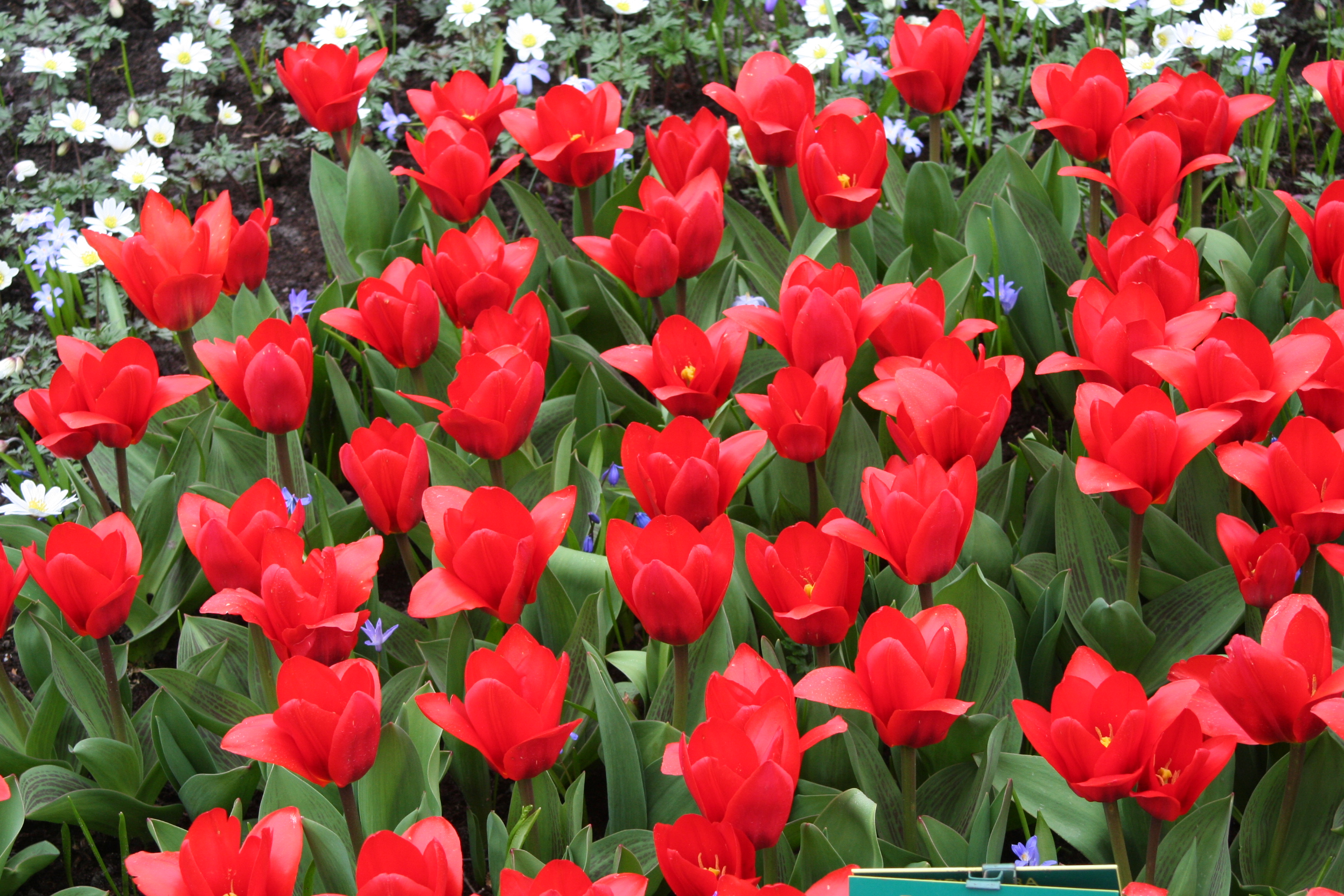 6616_tulipa_kaufmanniana_showwinner_ZK_001.jpeg