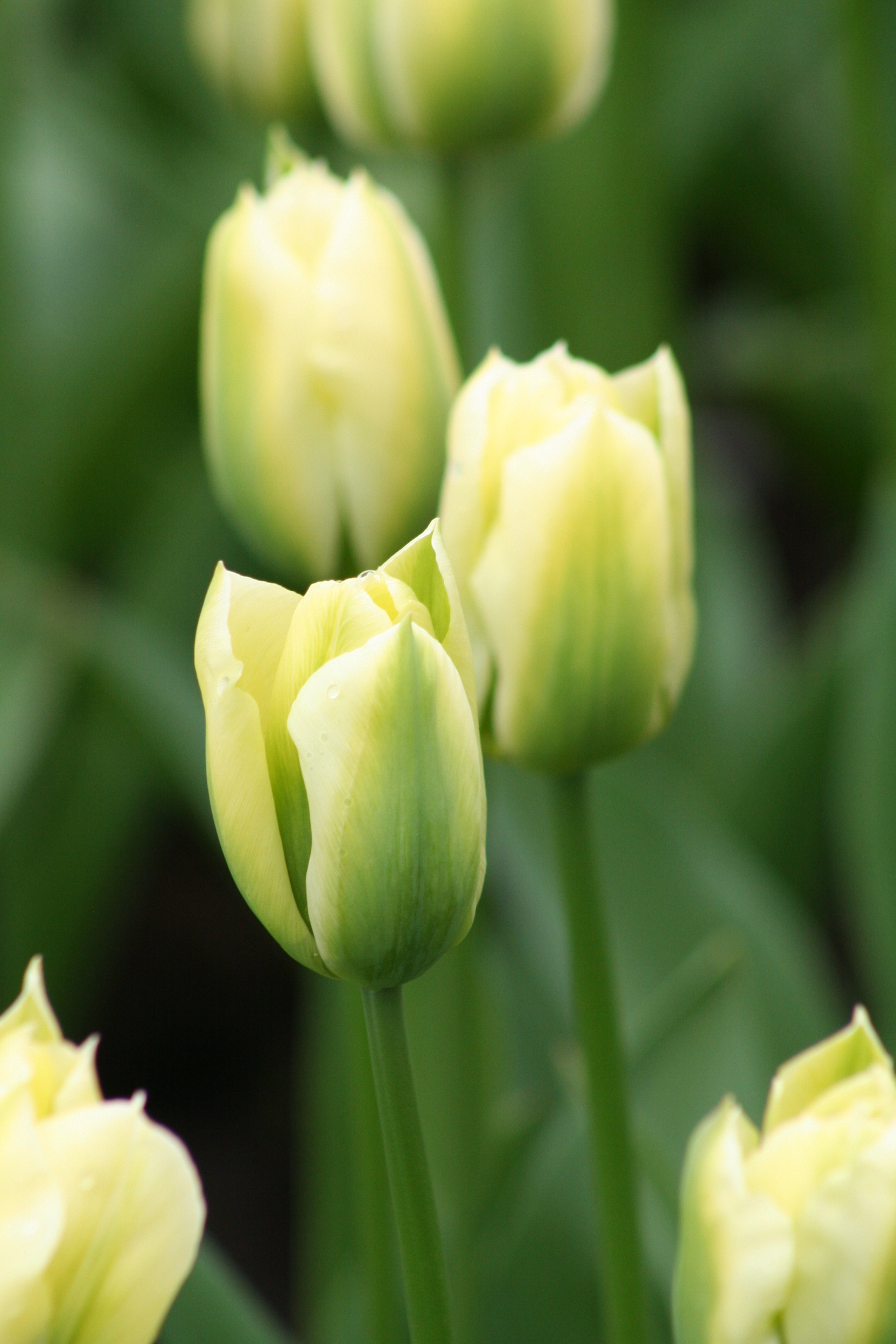 6621_tulipa_cultorum_spring_green_ZK_001.jpeg