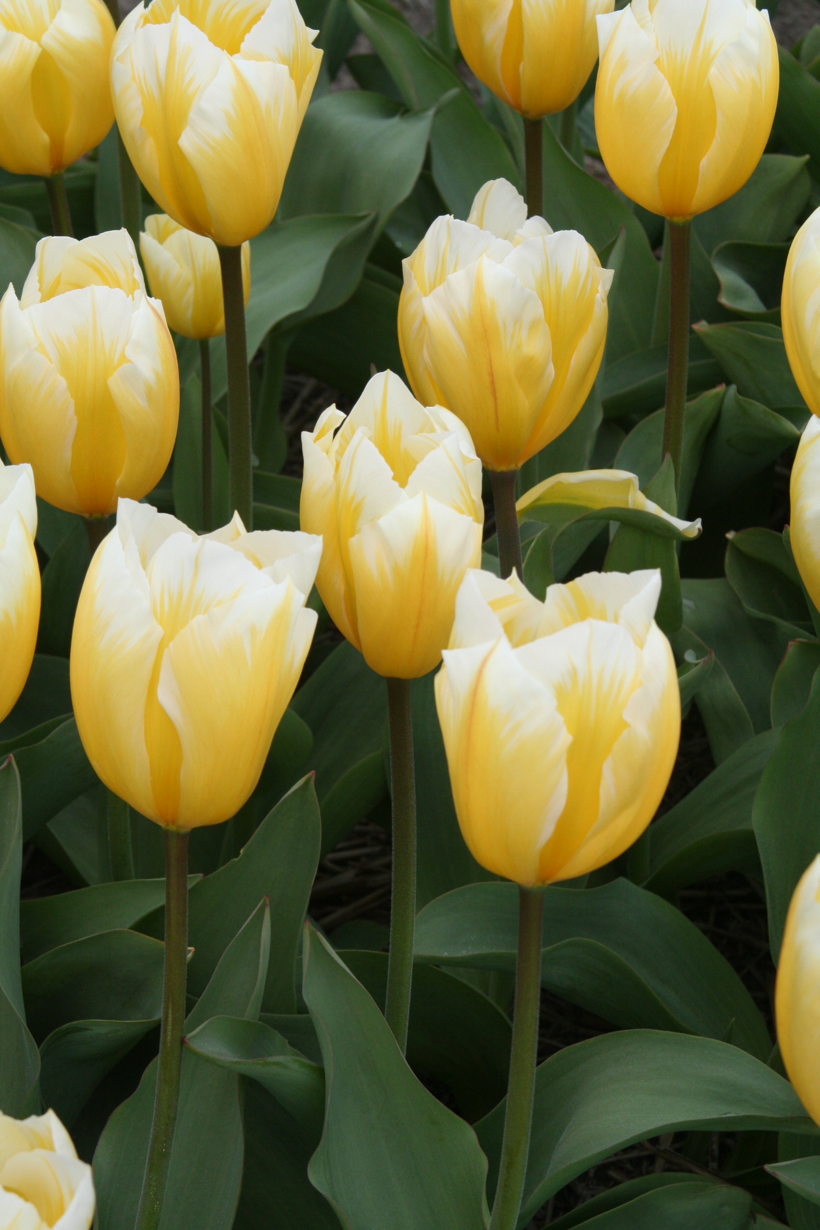 6628_tulipa_fosteriana_sweetheart_ZK_001.jpeg